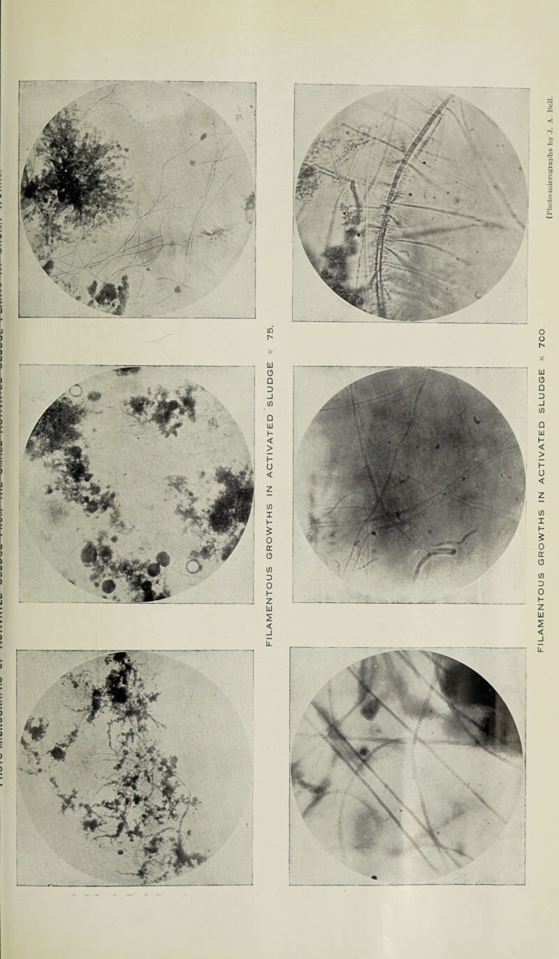 -MSu, x LlI 0 □ D _l LlI I— < > 0 < ID £ 0 cr ID D i- z UJ < J Ll [Photo-micrographs by J. A. Bell.