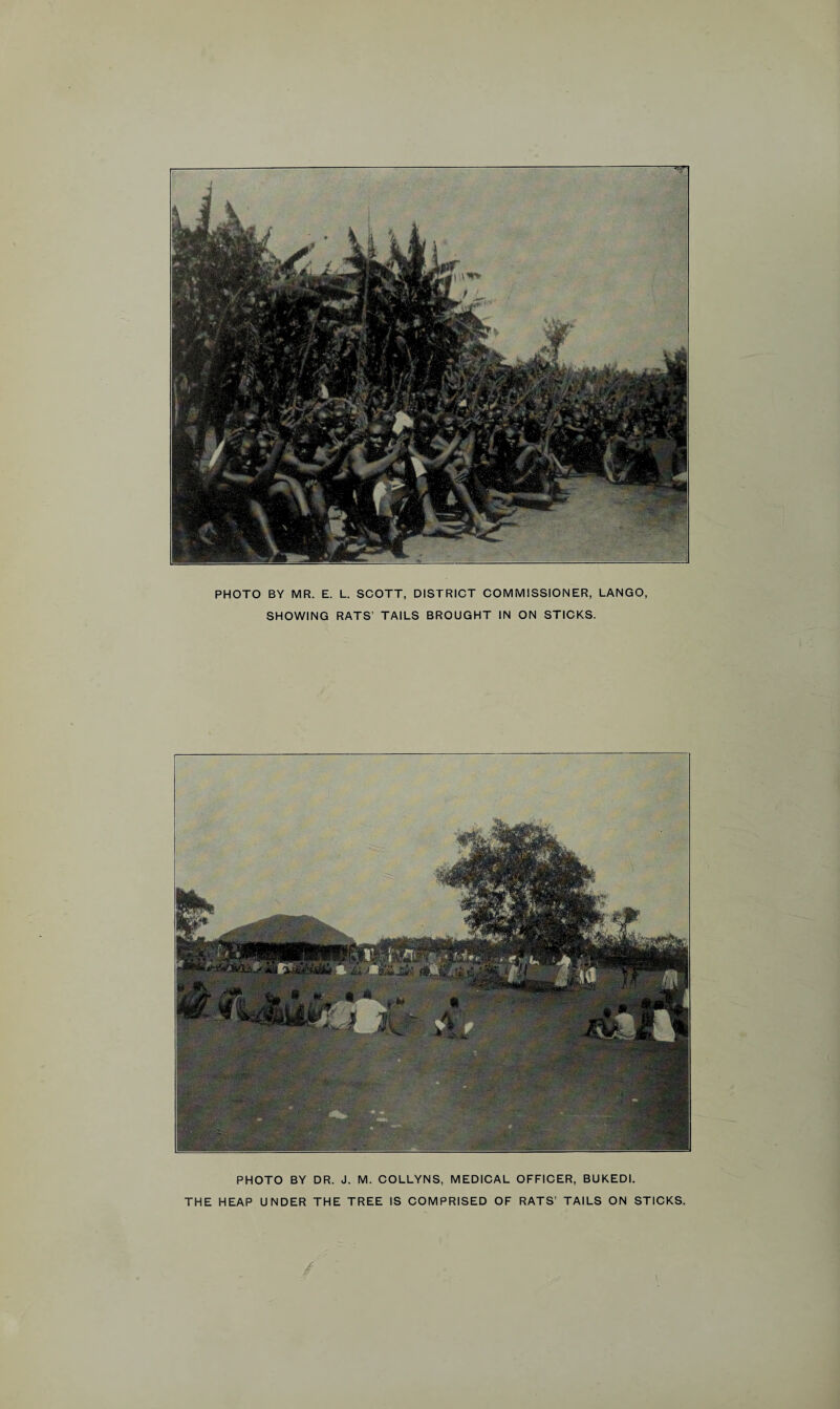 PHOTO BY MR. E. L. SCOTT, DISTRICT COMMISSIONER, LANGO, SHOWING RATS’ TAILS BROUGHT IN ON STICKS. PHOTO BY DR. J. M. COLLYNS, MEDICAL OFFICER, BUKEDI. THE HEAP UNDER THE TREE IS COMPRISED OF RATS’ TAILS ON STICKS.