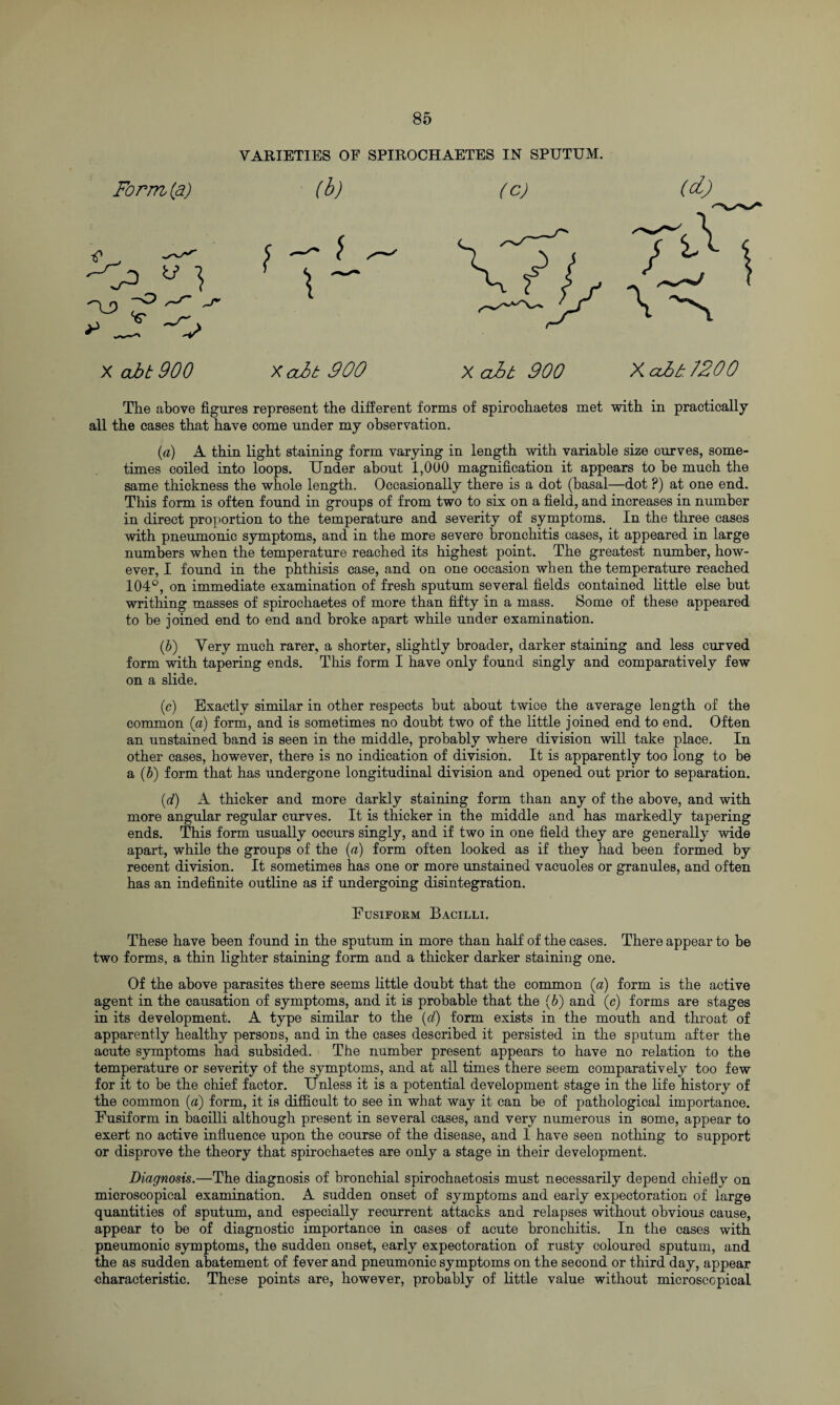 Form (a) VARIETIES OF SPIROCHAETES IN SPUTUM. (b) (c) -Q >> 5 1 ,-r V x ai>£ 900 Xoit 300 X cObt 900 (d) TO I X ccOt /200 The above figures represent the different forms of spiroehaetes met with in practically all the cases that have come under my observation. (a) A thin light staining form varying in length with variable size curves, some¬ times coiled into loops. Under about 1,000 magnification it appears to be much the same thickness the whole length. Occasionally there is a dot (basal—dot ?) at one end. This form is often found in groups of from two to six on a field, and increases in number in direct proportion to the temperature and severity of symptoms. In the three cases with pneumonic symptoms, and in the more severe bronchitis cases, it appeared in large numbers when the temperature reached its highest point. The greatest number, how¬ ever, I found in the phthisis case, and on one occasion when the temperature reached 104°, on immediate examination of fresh sputum several fields contained little else but writhing masses of spiroehaetes of more than fifty in a mass. Some of these appeared to be joined end to end and broke apart while under examination. (,b) Very much rarer, a shorter, slightly broader, darker staining and less curved form with tapering ends. This form I have only found singly and comparatively few on a slide. (c) Exactly similar in other respects but about twice the average length of the common (a) form, and is sometimes no doubt two of the little joined end to end. Often an unstained band is seen in the middle, probably where division will take place. In other cases, however, there is no indication of division. It is apparently too long to be a (b) form that has undergone longitudinal division and opened out prior to separation. (d) A thicker and more darkly staining form than any of the above, and with more angular regular curves. It is thicker in the middle and has markedly tapering ends. This form usually occurs singly, and if two in one field they are generally wide apart, while the groups of the (a) form often looked as if they had been formed by recent division. It sometimes has one or more unstained vacuoles or granules, and often has an indefinite outline as if undergoing disintegration. Fusiform Bacilli. These have been found in the sputum in more than half of the cases. There appear to be two forms, a thin lighter staining form and a thicker darker staining one. Of the above parasites there seems little doubt that the common (a) form is the active agent in the causation of symptoms, and it is probable that the (b) and (c) forms are stages in its development. A type similar to the (d) form exists in the mouth and throat of apparently healthy persons, and in the cases described it persisted in the sputum after the acute symptoms had subsided. The number present appears to have no relation to the temperature or severity of the symptoms, and at all times there seem comparatively too few for it to be the chief factor. Unless it is a potential development stage in the life history of the common (a) form, it is difficult to see in what way it can be of pathological importance. Fusiform in bacilli although present in several cases, and very numerous in some, appear to exert no active influence upon the course of the disease, and 1 have seen nothing to support or disprove the theory that spiroehaetes are only a stage in their development. Diagnosis.—The diagnosis of bronchial spirochaetosis must necessarily depend chiefly on microscopical examination. A sudden onset of symptoms and early expectoration of large quantities of sputum, and especially recurrent attacks and relapses without obvious cause, appear to be of diagnostic importance in cases of acute bronchitis. In the cases with pneumonic symptoms, the sudden onset, early expectoration of rusty coloured sputum, and the as sudden abatement of fever and pneumonic symptoms on the second or third day, appear characteristic. These points are, however, probably of little value without microscopical