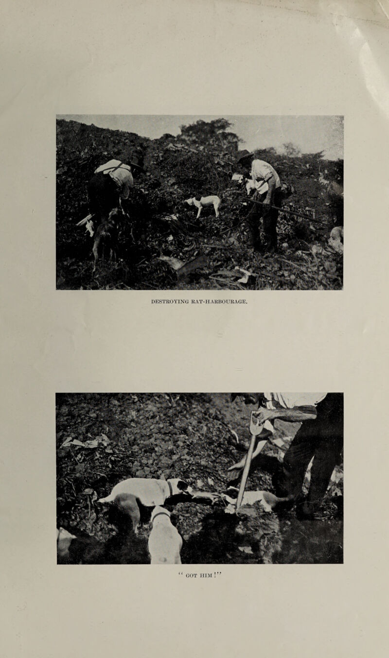 DESTROYING RAT-HARBOURAGE. GOT HIM \”