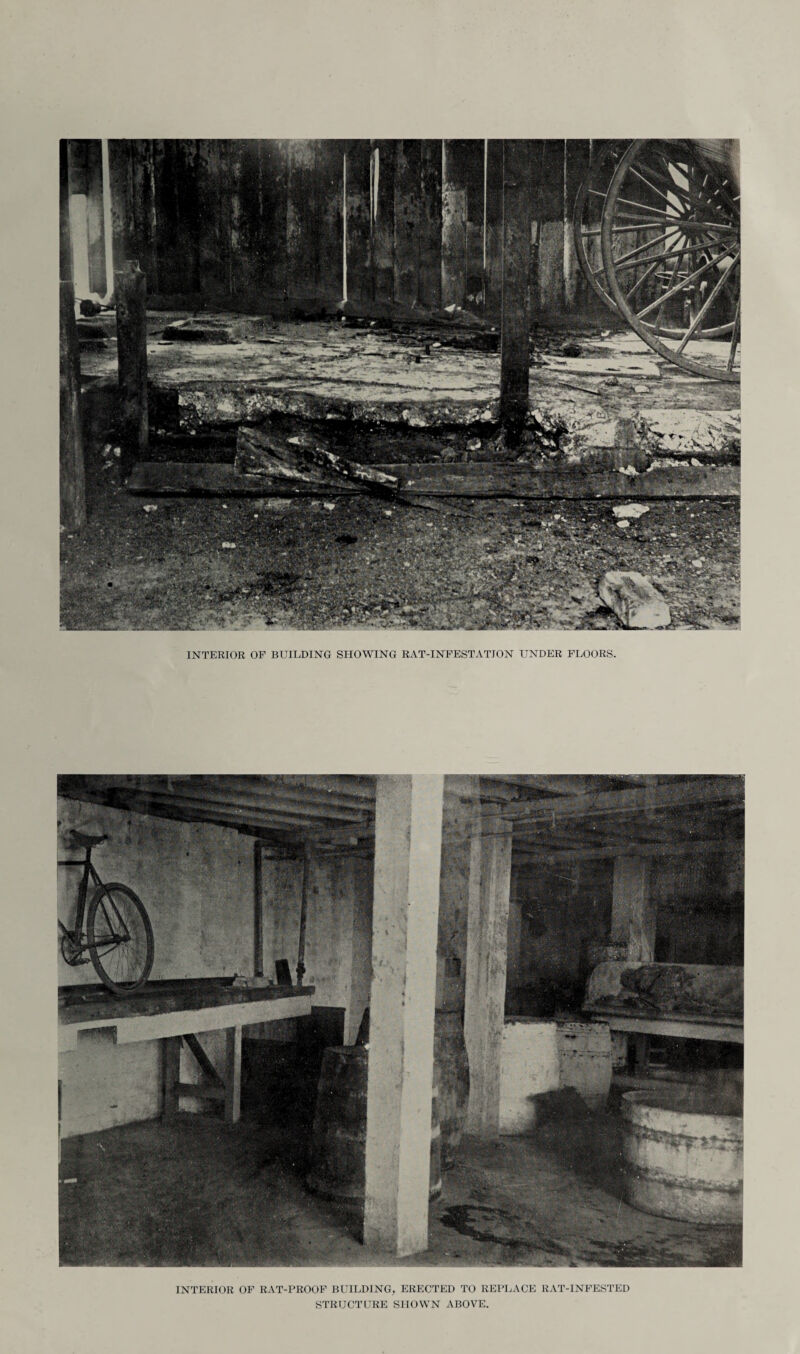 INTERIOR OF BUILDING SHOWING RAT-INFESTATION UNDER FLOORS. INTERIOR OF RAT-PROOF BUILDING, ERECTED TO REPLACE RAT-INFESTED STRUCTURE SHOWN ABOVE.