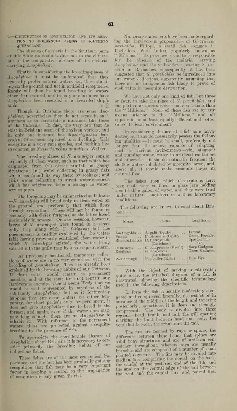 V.—DISTRIBUTION OF A NO PH ELI NiE AND ITS RELA¬ TION TO INDIGENOUS FISHES IN SOUTHERN QUEENSLAND. The absence of malaria in the Southern parts of this State no doubt is due, not to the climate, but to the comparative absence of the malaria- carrying Anophdince. Firstly, in considering the breeding-places of Anophelince it must be understood that they generally prefer natural waters, i.e.} those stand¬ ing on the ground and not in artificial receptacles. Rarely will they be found breeding in waters other than natural, and in only one instance have Anophdince been recorded in a discarded ship’s tank. ? j Though in Brisbane there are some Ano¬ phelince, nevertheless they do not occur in such numbers as to constitute a nuisance, like those of the Culicince. In fact, the very few that do exist in Brisbane seem of the sylvan variety, and in only one instance has Myzorhynchus ban- croftii, Giles, been captured in a dwelling. This mosquito is a very rare species, and nothing like so common as Nyssorhynchus annulipes, Walker. The breeding-places of N. annulipes consist primarily of clean water, such as that which has originated from (i.) direct rainfall on grassy situations; (ii.) water collecting in grassy flats which has found its way there by soakage; and (iii.) water collecting in street water-channels which has originated from a leakage in water- service pipes. The foregoing may be summarised as follows: —N. annulipes will breed only in clean water on the ground, and preferably that which flows through vegetation. These will not be found in company with Culex fatigans, as the latter breed preferably in sewage. On one occasion, however, larvae of N. annulipes were found in a street gully trap along with C. fatigans; but this phenomenon is readily explained by the water- table having previously contained clean water in which N. annulipes existed, the water being washed into the gully trap by a subsequent storm. As previously mentioned, temporary collec¬ tions of water are in no way connected with the breeding of Anophelince. This has already been explained by the breeding habits of our Culicince. If clean water would remain as permanent marshes, and at the same time not contain any larviverous enemies, then it seems likely that we would be well represented by members of the sub-family Anophelina/ but as it fortunately happens that our clean waters are either tem¬ porary, for short periods only, or permanent, it does not give Anophelince time to breed m the former; and again, even if the water does stag¬ nate long enough, there are no Anophelince to inhabit it. With reference to the permanent waters, these are protected against mosquito¬ breeding by the presence of fish. To appreciate the considerable absence of Anophelince about Brisbane it is necessary to con¬ sider primarily the breeding habits ot oui indigenous fishes. These fishes are of the most economical im¬ portance, and the fact has been gradually gaining recognition that fish may be a very importan factor in keeping a control on the propaga ion of mosquitoes in any given district. Numerous statements have been made regard¬ ing the larvivorous propensities of (Hrardinus poeciloides, Filippi, a small fish, common in Barbadoes, West Indies, popularly known as “ Millions.” Its presence is said to be responsible for the absence of the malaria carrying Anophelina and the yellow fever bearing O'. fas¬ ciola in Barbadoes, consequently it has been suggested that G. poeciloides be introduced into our water collections, apparently assuming that there are no indigenous fish likely to prove of such value in mosquito destruction. We have not only one kind of fish, but three or four, to take the place of G. poeciloides, and one particular species is even more voracious than the “ Millions.” None of these fish are by any means inferior to the “Millions,” and all appear to be at least equally efficient and better suited to local environment. In considering the use of a fish as a larva- destroyer, it should necessarily possess the follow¬ ing qualities:—It must be small, preferably not longer than 2 inches; capable of adapting itself to various ' environments—viz., stagnant and running water, water in artificial containers and otherwise; it should naturally frequent the shallow waters inhabited by mosquito larvae; and, above all, it should make mosquito larvae its natural food. The fishes upon which observations have been made were confined in glass jars holding about half a gallon of water, and they were tried under natural conditions as well as laboratory conditions. The following are known to exist about Bris¬ bane :— [Genus. Species. Local Name. Austrogobio . . Pi'iopis A. galii (Ogilby) Fire tail P. olivaceus (Ogilby) Green Perchlet Rhombatraetus R. fitzroyensis (Castelnau) Spotted Sun Fish Carassiops C. compressus (Kretft) Carp Gudgeon Krefftius K. adspersus (Castelnau) Trout Gudgeon * P.setidomugil P. signifer (Kner) Blue Eye With the object of making identification quite clear, the attached diagram of a fish is illustrated, showing the scientific terminology used in the following descriptions. In form the fish is usually moderately elon- gated and compressed laterally, deepest at or in advance of the middle of the length and tapering posteriorly; sometimes it is deep and strongly compressed. The body is divided into three regions—head, trunk, and tail, the gill opening marking the limit between head and body, the vent that between the trunk and the tail. The fins are formed by rays or spines, the difference between these being that spines are solid bony structures and are of uniform con¬ sistency throughout, whereas rays are usually branches and are composed of a number of small pointed segments. The fins may be divided into median fins, comprising the dorsal on the back, the caudal at the posterior end of the fish and the anal on the ventral edge of the tail between the vent and the caudal fin; and paired fins.
