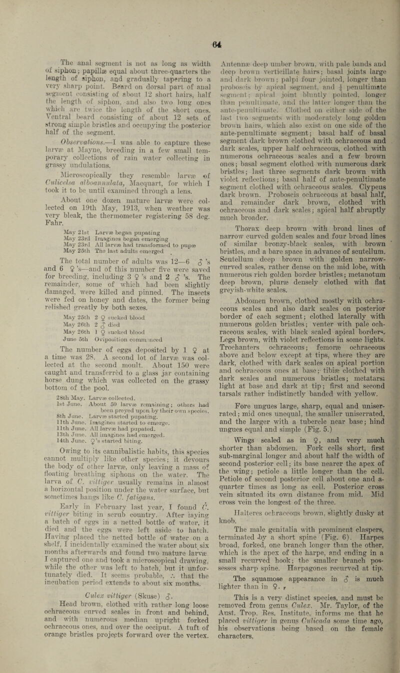 The anal segment is not as long as width of siphon; papillae equal about three-quarters the length of siphon, and gradually tapering to a very sharp point. Beard on dorsal part of anal segment consisting of about 12 short hairs, half the length of siphon, and also two long ones which are twice the length of the short ones. Ventral beard consisting of about 12 sets of strong simple bristles and occupying the posterior half of the segment. Observations.—I was able to capture these larva1 at Mayne, breeding in a few small tem¬ porary collections of rain water collecting in grassy undulations. Microscopically they resemble larva? of Culicelsa alboannulata, Macquart, for which I took it to be until examined through a lens. About one dozen mature larva? were col¬ lected on 19th May, 1913, when weather was very bleak, the thermometer registering 58 deg. Fahr. May 21st Larvae began pupating May 23rd Imagines began emerging May 23rd All larvae had transformed to pupae May 25th The last adults emerged The total number of adults was 12—6 $’s and 6 $'s—and of this number five were saved for breeding, including 3 9’s and 2 S ’s■ The remainder, some of which had been slightly damaged, were killed and pinned. The insects were fed on honey and dates, the former being relished greatly by both sexes. May 25th 2 9 sucked blood May 26th 2 S died May 26th 1 9 sucked blood June 5th Oviposition comm need The number of eggs deposited by 1 $ at a time was 28. A second lot of larvte was col¬ lected at the second moult. About 150 were caught and transferred to a glass jar containing horse dung which was collected on the grassy bottom of the pool. 28tli May. Larvte collected. 1st June. About 50 larvte remaining; others had been preyed upon by their own species. 8th June. Larvte started pupating. 11th June. Imagines started to emerge. 11th June. All larvae had pupated. 13th June. All imagines had emerged. 14th June. 9’s started biting. Owing to its cannibalistic habits, this species cannot multiply like other species; it devours the body of other larvte, only leaving a mass of floating breathing siphons on the water. The larva of C. vittiger usually remains in almost a horizontal position under the water surface, but sometimes hangs like C. fatigans. Early in February last year, I found C. vittiger biting in scrub country. After laying a batch of eggs in a netted bottle of water, it died and the eggs were left aside to hatch. Having placed the netted bottle of water on a shelf, I incidentally examined the water about six months afterwards and found two mature larva?. I captured one and took a microscopical drawing, while the other was left to hatch, but it unfor¬ tunately died. It seems probable, that the incubation period extends to about six months. Culex vittiger (Skuse) <$. Head brown, clothed with rather long loose ochraceous curved scales in front and behind, and with numerous median upright forked ochraceous ones, and over the occiput. A tuft of orange bristles projepts forward over the vertex. Antenna1 deep umber brown, with pale bands and deep brown verticillate hairs; basal joints large and dark brown; palpi four jointed, longer than proboscis by apical segment, and ^ penultimate segment: apical joint bluntly pointed, longer than penultimate, and tin? latter longer than the ante-pen ultimate. Clothed on either side of the last two segments with moderately long golden brown hairs, which also exist on one side of the ante-penultimate segment; basal half of basal segment dark brown clothed with ochraceous and dark scales, upper half ochraceous, clothed with numerous ochraceous scales and a few brown ones; basal segment clothed with numerous dark bristles; last three segments dark brown with violet reflections; basal half of ante-penultimate segment clothed with ochraceous scales. Clypeus dark brown. Proboscis ochraceous at basal half, and remainder dark brown, clothed with ochraceous and dark scales; apical half abruptly much broader. Thorax deep brown with broad lines of narrow curved golden scales and four broad lines of similar bronzy-black scales, with brown bristles, and a bare space in advance of scutellum. Scutellum deep brown with golden narrow- curved scales, rather dense on the mid lobe, with numerous rich golden border bristles; metanotum deep brown, plura? densely clothed with flat greyish-white scales. Abdomen brown, clothed mostly with ochra¬ ceous scales and also dark scales on posterior border of each segment; clothed laterally with numerous golden bristles; venter with pale och¬ raceous scales, with black scaled apical borders. Legs brown, with violet reflections in some lights. Trochanters ochraceous; femora? ochraceous above and below except at tips, where they are dark, clothed with dark scales on apical portion and ochraceous ones at base;-tibiae clothed with dark scales and numerous bristles; metatarsi light at base and dark at tip; first and second tarsals rather indistinctly banded with yellow. Fore ungues large, sharp, equal and uniser- rated; mid ones unequal, the smaller uniserrated, and the larger with a tubercle near base; hind ungues equal and simple (Fig. 5.) Wings scaled as in 9 > and very much shorter than abdomen. Fork cells short, first sub-marginal longer and about half the width of second posterior cell; its base nearer the apex of the wing; petiole a little longer than the cell. Petiole of second posterior cell about one and a- quarter times as long as cell. Posterior cross vein situated its own distance from mid. Mid cross vein the longest of the three. Ilalteres ochraceous brown, slightly dusky at knob. The male genitalia with prominent claspers, terminated .by a short spine (Fig. 6). Harpes broad, forked, one branch longer than the other, which is the apex of the harpe, and ending in a small recurved hook; the smaller branch pos¬ sesses sharp spine. Harpagones recurved at tip. The squamose appearance in $ is much lighter than in 9- r This is a very distinct species, and must be removed from genus Culex. Mr. Taylor, of the Aust. Trop. Res. Institute, informs me that he placed vittiger in genus Culicada some time ago, his observations being based on the female characters,