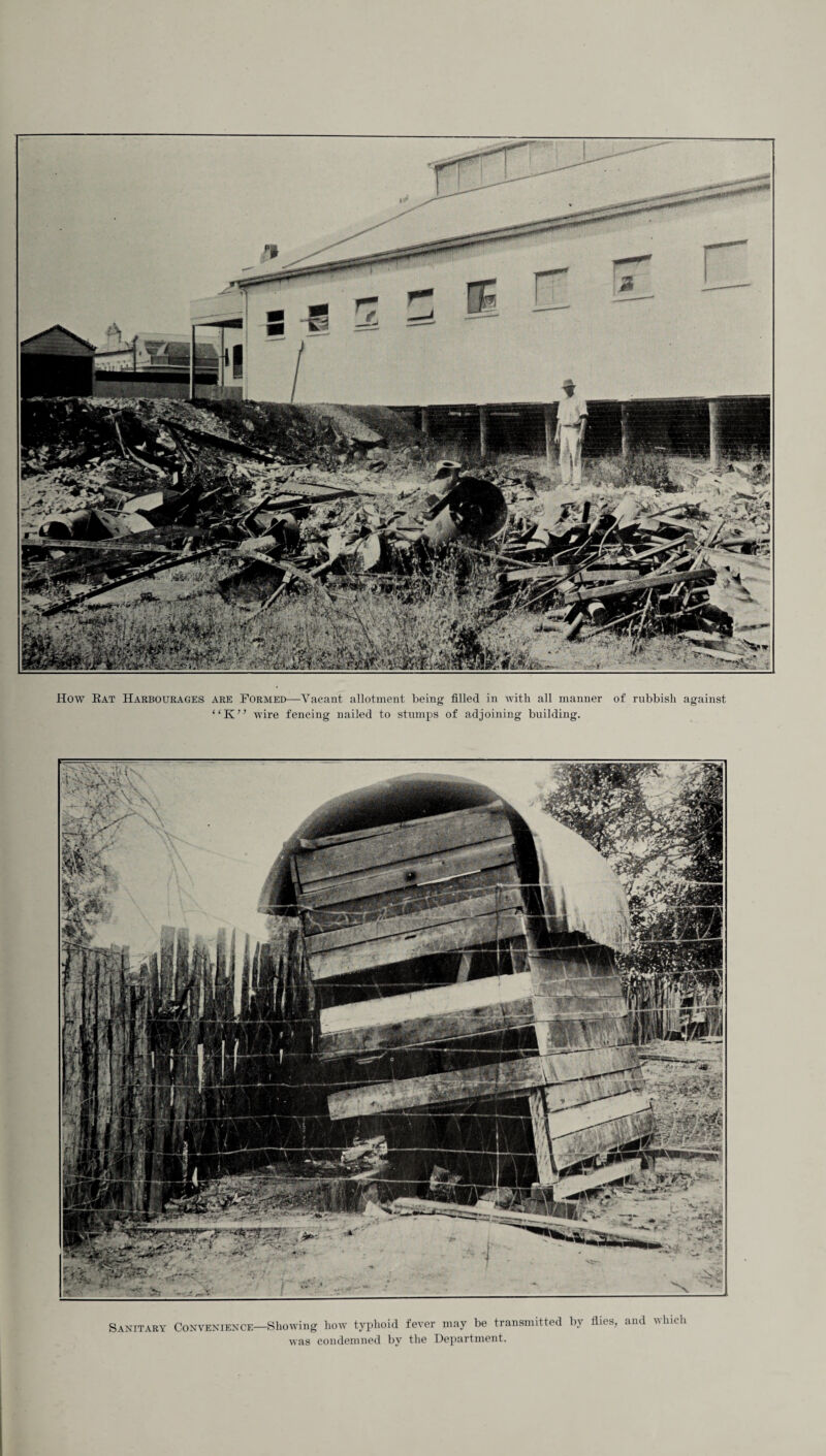 “K” -wire fencing nailed to stumps of adjoining building. Sanitary Convenience—Showing how typhoid fever may be transmitted by flies, and which was condemned by the Department.