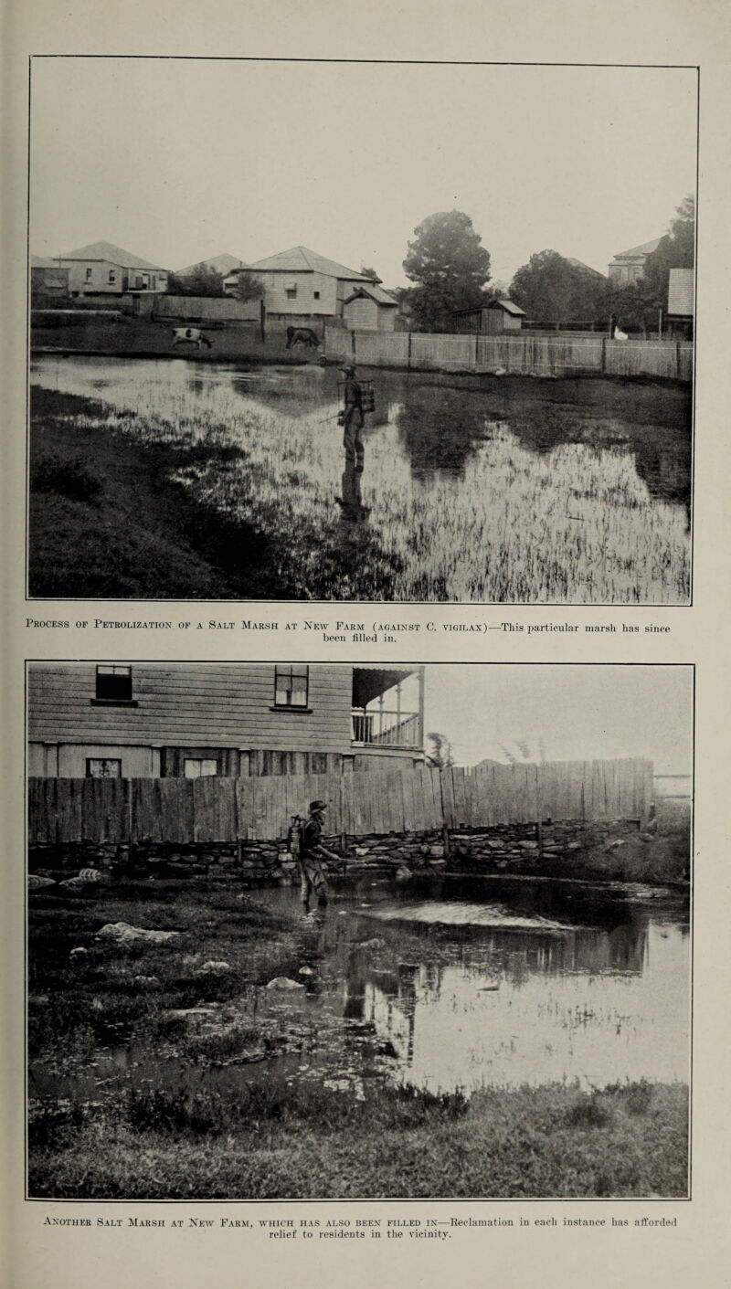 Process of Petrolization of a Salt Marsh at New Farm (against C. vigilax)—This particular marsh has since been filled in. Another Salt Marsh at New Farm, which has also been filled in—Reclamation in each instance has afforded relief to residents in the vicinity.