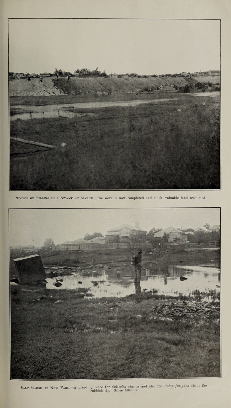 Process of Filling in a Swamp at Mayne—The work is now completed and much valuable land reclaimed. Salt Marsh at New Farm—A breeding place for Culicelsa vigilax and also for Culex fatigans about the rubbish tip. Since filled in.