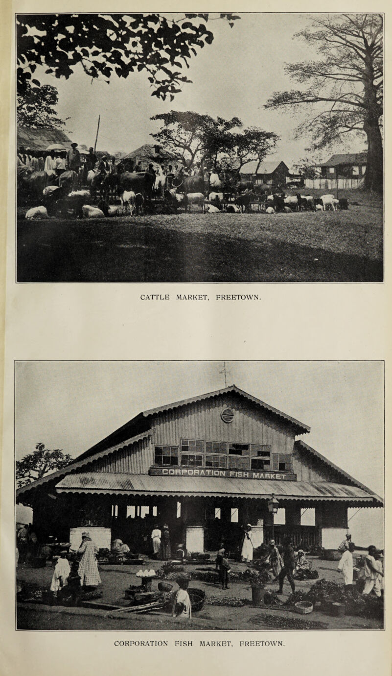 CATTLE MARKET, FREETOWN. CORPORATION FISH MARKET, FREETOWN.