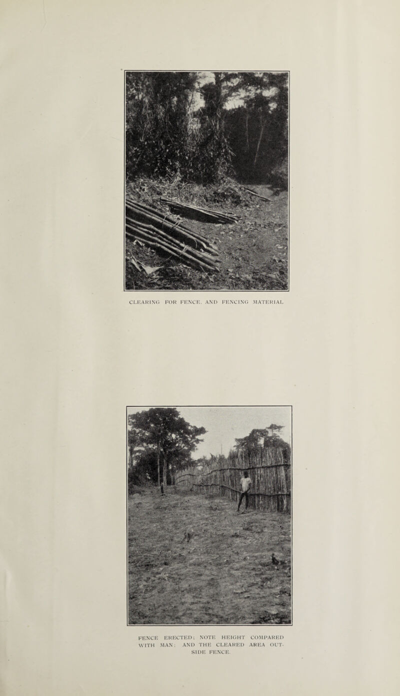 CLEARING FOR FENCE. AND FENCING MATERIAL FENCE ERECTED; NOTE HEIGHT COMPARED WITH MAN; AND THE CLEARED AREA OUT¬ SIDE FENCE.