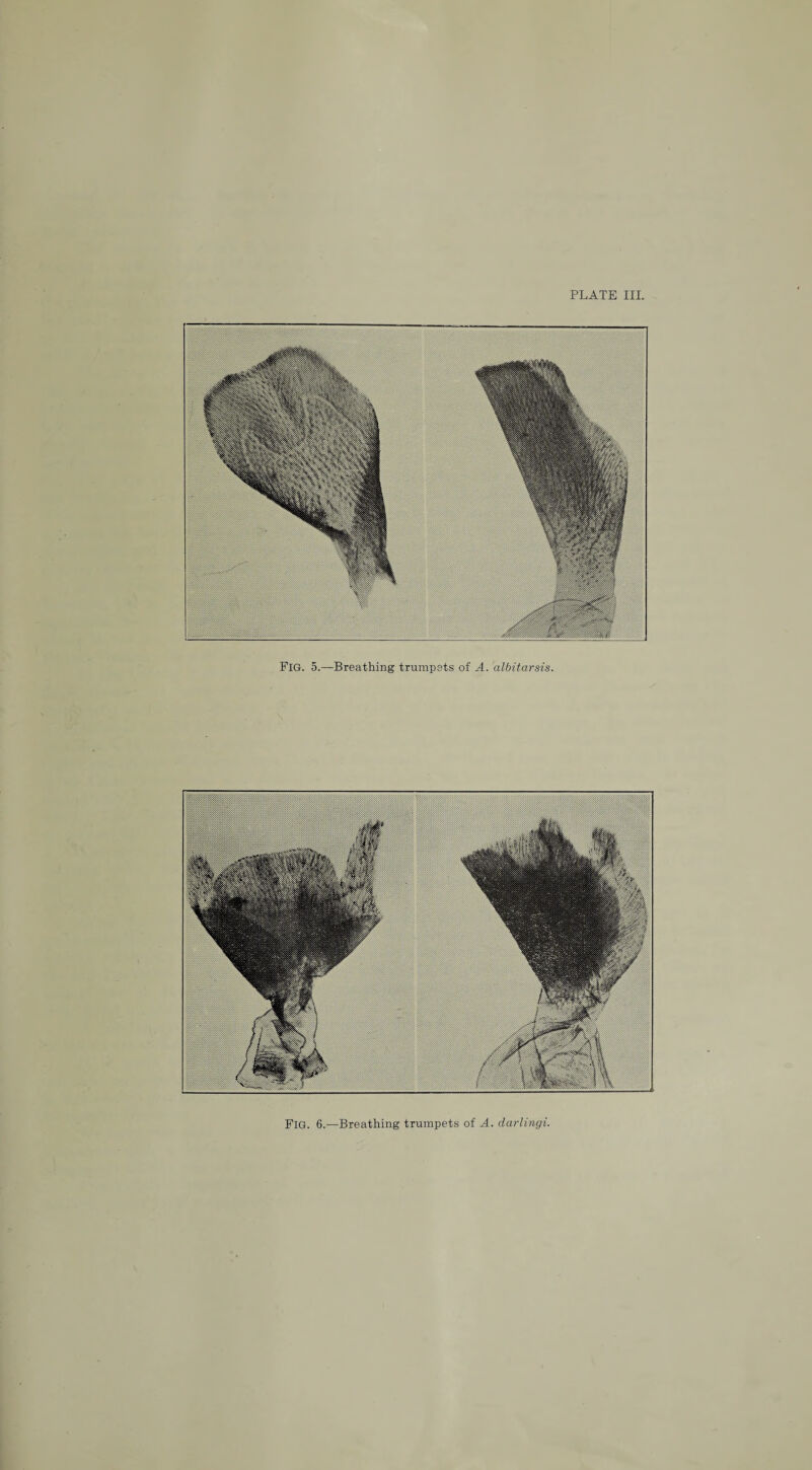 PLATE III, Fig. 5.—Breathing trumpets of A. albitarsis. FIG. 6.—Breathing trumpets of A. darlingi.