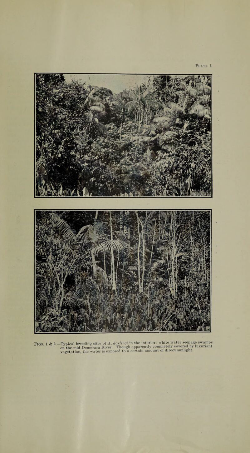 FIGS. 1 & 2— Typical breeding sites of A. darlingi in the interior: white water seepage swamps on the mid-Demerara River. Though apparently completely covered by luxuriant vegetation, the water is exposed to a certain amount of direct sunlight.