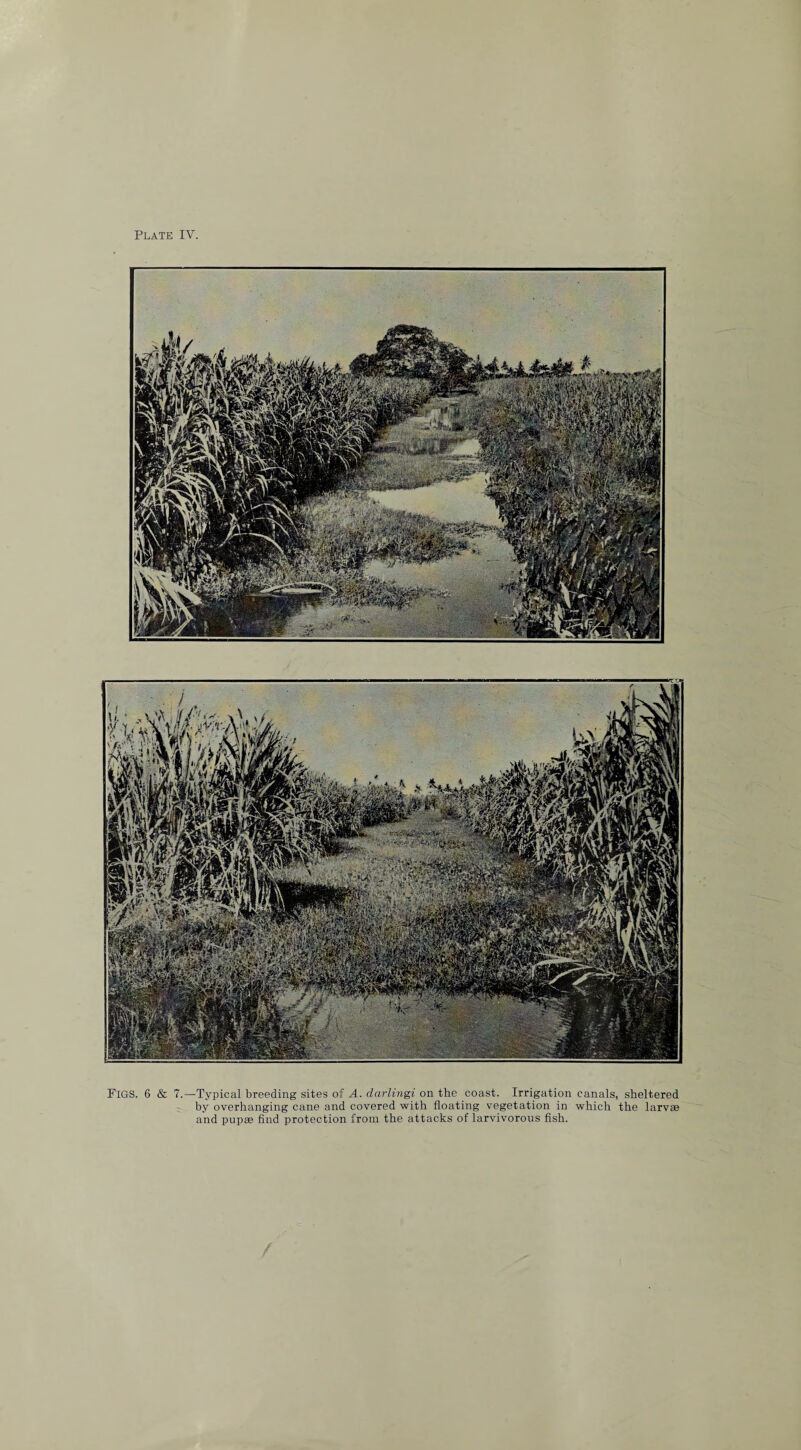 Figs. 6 & 7.—Typical breeding sites of A. darlingi on the coast. Irrigation canals, sheltered by overhanging cane and covered with floating vegetation in which the larvae and pupae find protection from the attacks of larvivorous fish.