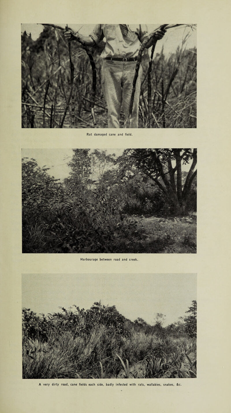 Rat damaged cane and field. Harbourage between road and creek. A very dirty road, cane fields each side, badly infested with rats, wallabies, snakes, &c.