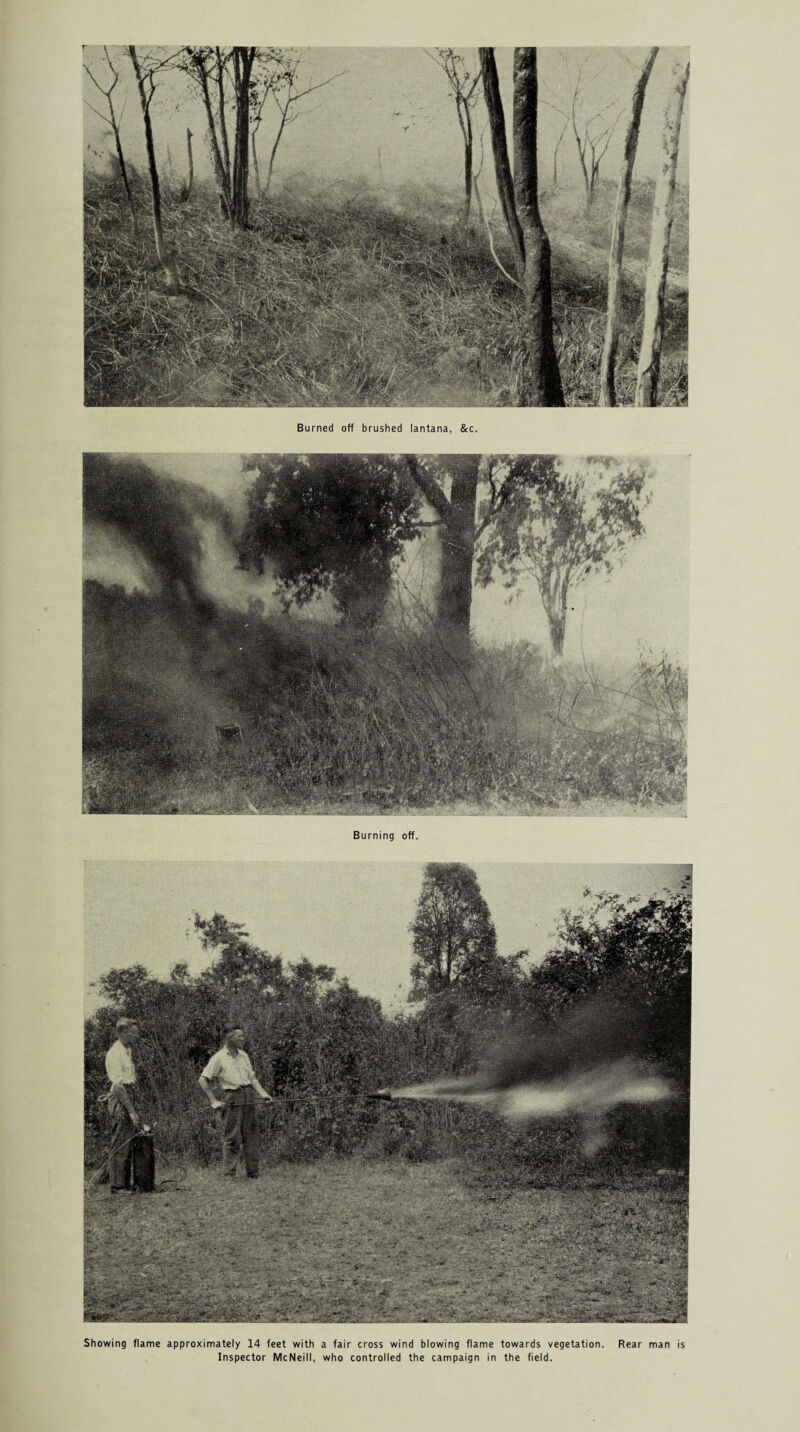Burned off brushed lantana, &c. Burning off. Showing flame approximately 14 feet with a fair cross wind blowing flame towards vegetation. Rear man is Inspector McNeill, who controlled the campaign in the field.