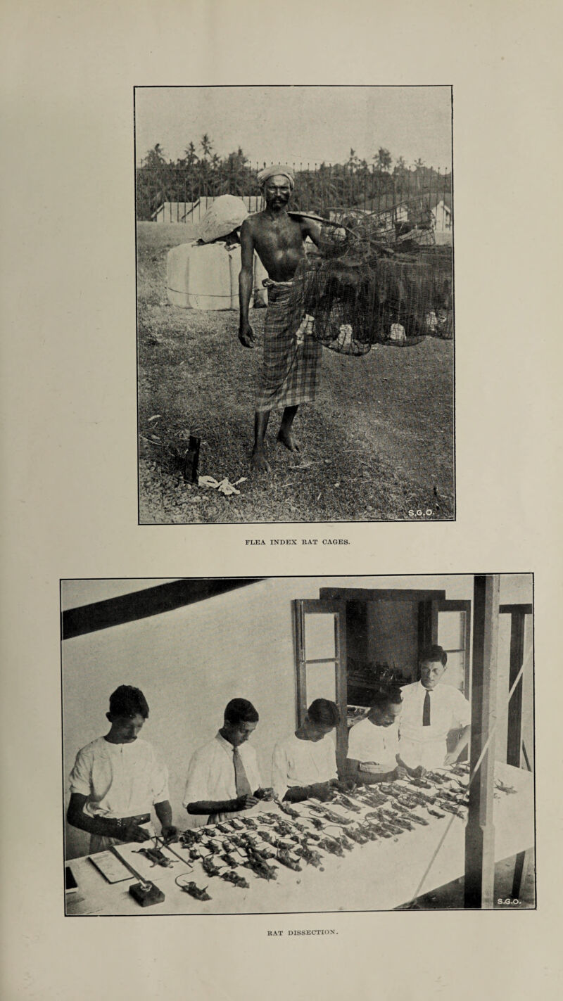 FLEA INDEX EAT CAGES. EAT DISSECTION