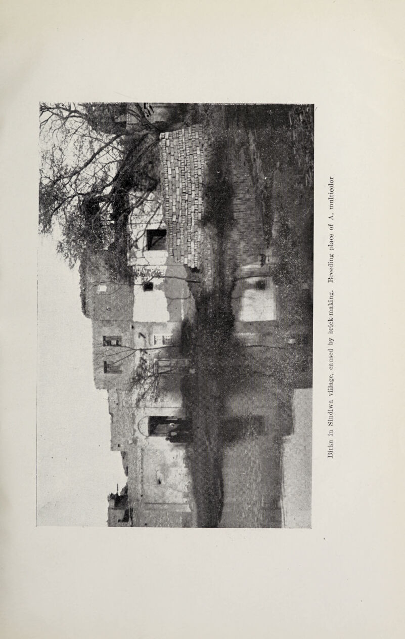 Birka in Sindiwa village, caused by brick-making. Breeding place of A. multicolor