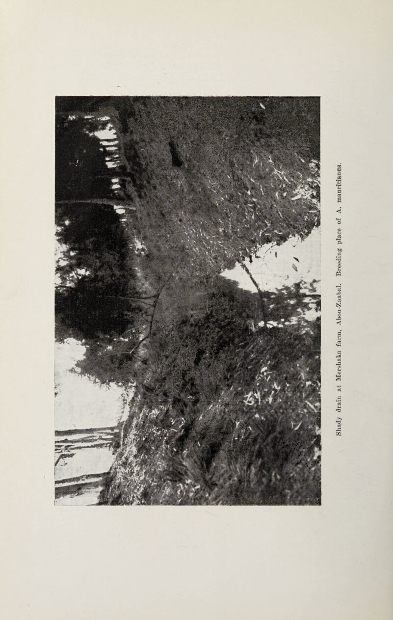 Shady drain at Mershaka farm, Abou-Zaabal. Breeding place of A. maaridancs.