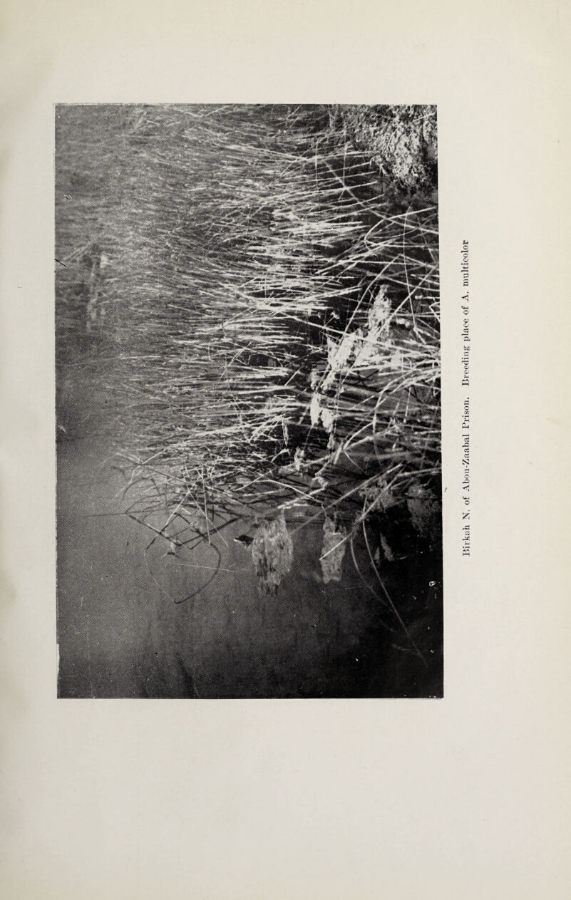 Birkah N. of Abou-Zaabal Prison. Breeding place of A. multicolor