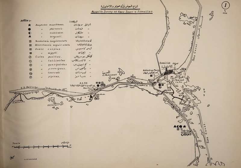 y° * © ▲ b J-yf> 4i 1 Aiosqi// Vo Survey at A hot/ Souer &< Is wait/ah A* o pi // // m auntianus. <3 V~V-y> 9 phot censis . Cr^jJ9  m attic ot or. serjentt. CS ” Co/?y /ateota Ca XX titan o t q? tu'a any tu c u Lata % A e oc e s casp/us. ce jypt' • pus) U us . I ati'ci t/C Cv$ yu ct s/p et/atus p ere x /y uus , Lai/re nZt . pip iems . n // /) // k o** <x C^\ /» • v M C5 Cl laiL vv <o ft.A.PC. cssa £i/Acthsa/tta/t Br/ttsh At trty Mo«sh ■iWj*£p~r Ismatliak ,sy6>x- 1 S ' fief/cl ifcou J5H, ((ass* seen rfA A hfs AM A AbooScutr s-y^L IS, 9* 1 jp=*Istn<gz>,t ;A c, k fy»Co3 ELTemsa.h Li2 Ke> \o> ^ <JP» (?) ~5 /v (<o 4 » z? ® N Sea £e (/viy*L»A V ,•* w .c^ ,^3= A®# ★ ® V\\ 3 ©@©®xxx A cs S orS. /33t(J6/2'>)