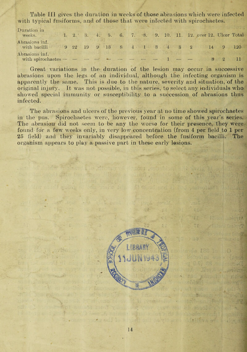Table III gives the duration in weeks of those abrasions which were infected with typical fusiforms, and of those that were infected with spirochaetes. Duration in weeks. 1. 2.' 3. 4. 5. 6. 7. 8. 9. 10. 11. 12. over 12. Ulcer Total Abrasions inf. with bacilli 9 22 19 9 13 8 4 1 3 4 3 2 14 9 120 Abrasions inf. with spirochaetes —‘ -— — —; — — — — — 1 — — 8 2 11 Great variations in the duration of the lesion may occur in successive abrasions upon the legs of an individual, although the infecting organism is apparently the same. This is due to the nature, severity and situation, of the original injury. It was not possible, in this series, to select any individuals who showed special immunity or susceptibility to a succession of abrasions thus infected. The abrasions and ulcers of the previous year at no time showed spirochaetes in the pus. Spirochaetes were, however, found in some of this year’s series. The abrasion did not seem to be any the worse for their presence, they were found for a few weeks only, in very low concentration (from 4 per field to 1 per 25 field) and they invariably disappeared before the fusiform bacilli. The organism appears to play a passive part in these early lesions.