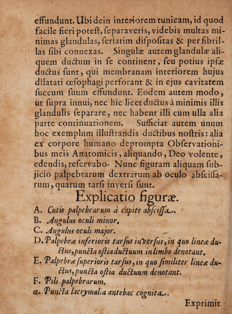 effundunt, libi dein interiorem tunicam, id quod facile fieri poteft,feparaveris, videbis multas mi¬ nimas glandulas, feriatim difpofitas & per fibril¬ las fibi connexas. Singula; autem glanduhe ali¬ quem durium in fe continent, feu potius ipfse durius funt, qui membranam interiorem hujus dilatati oefophagi perforant & in ejus cavitatem fuccum fuum effundunt. Eodem autem modo, ut fupra innui, nec hic licet durius a minimis illis glandulis feparare, nec habent illi cum ulla alia parte continuationem. Sufficiat autem linum hoc exemplum illuftrandis ductibus noftrisralia ex corpore humano deprompta Obfervationi- bus meis Anatomicis,aliquando,Deo volente, edendis, refervabo- Nunc figuram aliquam fub- jicio palpebrarum dextrarum ab oculo abfeiffa- rum,quarum tarfi inverfi funt. Explicatio figurae. A. Cutis palpebrarum a capite abfciffcu. B. Angulus oculi minor, C. Angulus oculi major. _ D/Palpebra inferioris tarfus uCotrfis, in quo lineoe du- cius,puncta ojlia duUuum in limbo denotant, E. (Palpebraefuperioris tarfus,in quo fimiliter linea du- cius,punita ojlia duStuum denotant. F. Tili palpebrarum. ct. Tunita lacrymalia antebac cognita.. Exprimit