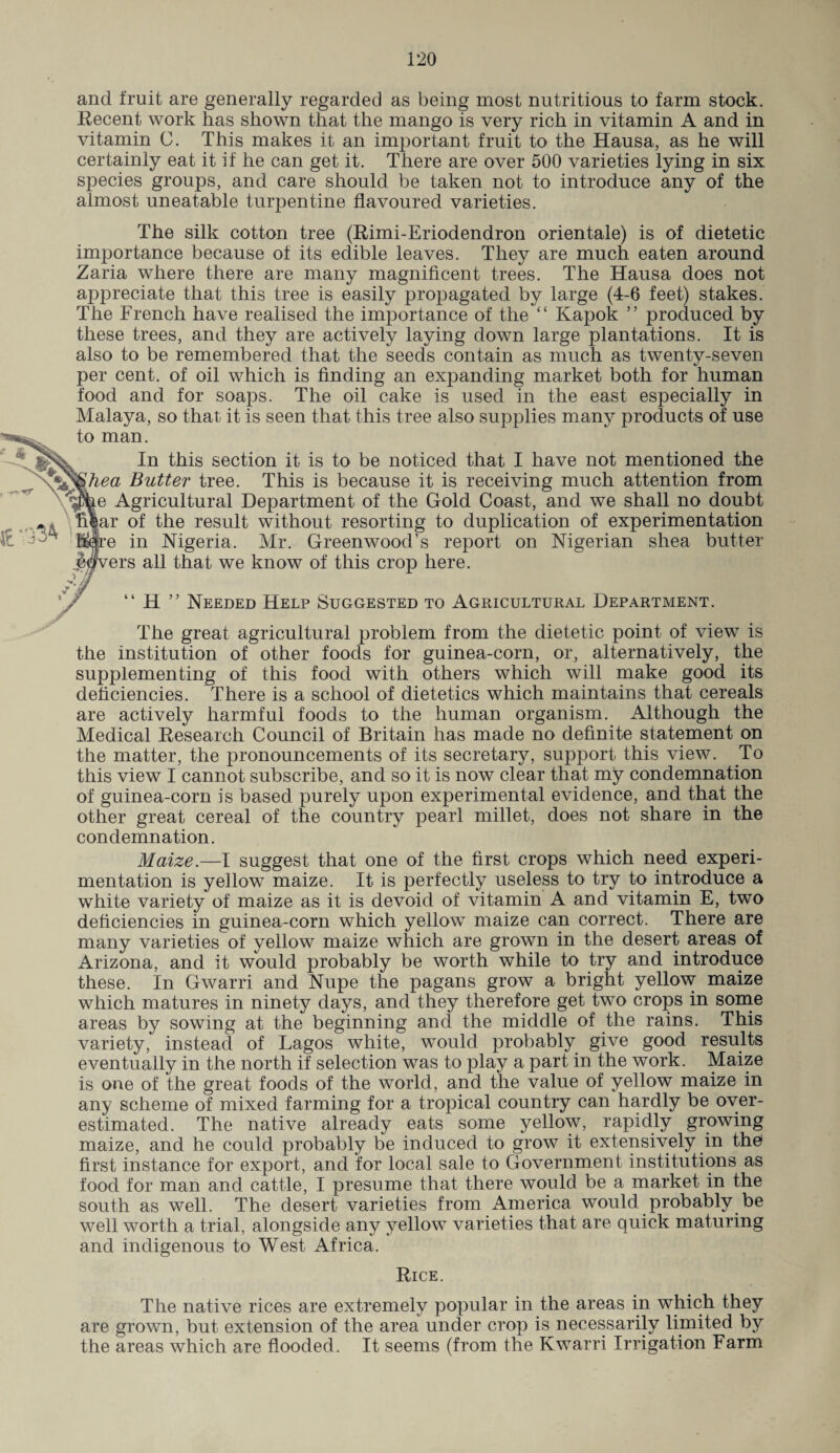 and fruit are generally regarded as being most nutritious to farm stock. Recent work has shown that the mango is very rich in vitamin A and in vitamin C. This makes it an important fruit to the Hausa, as he will certainly eat it if he can get it. There are over 500 varieties lying in six species groups, and care should be taken not to introduce any of the almost uneatable turpentine flavoured varieties. The silk cotton tree (Rimi-Eriodendron orientale) is of dietetic importance because of its edible leaves. They are much eaten around Zaria where there are many magnificent trees. The Hausa does not appreciate that this tree is easily propagated by large (4-6 feet) stakes. The French have realised the importance of the tc Kapok ” produced by these trees, and they are actively laying down large plantations. It is also to be remembered that the seeds contain as much as twenty-seven per cent, of oil which is finding an expanding market both for human food and for soaps. The oil cake is used in the east especially in Malaya, so that it is seen that this tree also supplies many products of use to man. In this section it is to be noticed that I have not mentioned the ^^hea Butter tree. This is because it is receiving much attention from e Agricultural Department of the Gold Coast, and we shall no doubt ar of the result without resorting to duplication of experimentation e in Nigeria. Mr. Greenwood’s report on Nigerian shea butter ers all that we know of this crop here. “ H ” Needed Help Suggested to Agricultural Department. The great agricultural problem from the dietetic point of view is the institution of other foods for guinea-corn, or, alternatively, the supplementing of this food with others which will make good its deficiencies. There is a school of dietetics which maintains that cereals are actively harmful foods to the human organism. Although the Medical Research Council of Britain has made no definite statement on the matter, the pronouncements of its secretary, support this view. To this view I cannot subscribe, and so it is now clear that my condemnation of guinea-corn is based purely upon experimental evidence, and that the other great cereal of the country pearl millet, does not share in the condemnation. Maize.—I suggest that one of the first crops which need experi¬ mentation is yellow maize. It is perfectly useless to try to introduce a white variety of maize as it is devoid of vitamin A and vitamin E, two deficiencies in guinea-corn which yellow maize can correct. There are many varieties of yellow maize which are grown in the desert areas of Arizona, and it would probably be worth while to try and introduce these. In Gwarri and Nupe the pagans grow a bright yellow maize which matures in ninety days, and they therefore get two crops in some areas by sowing at the beginning and the middle of the rains. This variety, instead of Lagos white, would probably give good results eventually in the north if selection was to play a part in the work. Maize is one of the great foods of the world, and the value of yellow maize in any scheme of mixed farming for a tropical country can hardly be over¬ estimated. The native already eats some yellow, rapidly growing maize, and he could probably be induced to grow it extensively in the first instance for export, and for local sale to Government institutions as food for man and cattle, I presume that there would be a market in the south as well. The desert varieties from America would probably be well worth a trial, alongside any yellow varieties that are quick maturing and indigenous to West Africa. Rice. The native rices are extremely popular in the areas in which they are grown, but extension of the area under crop is necessarily limited by the areas which are flooded. It seems (from the Kwarri Irrigation Farm