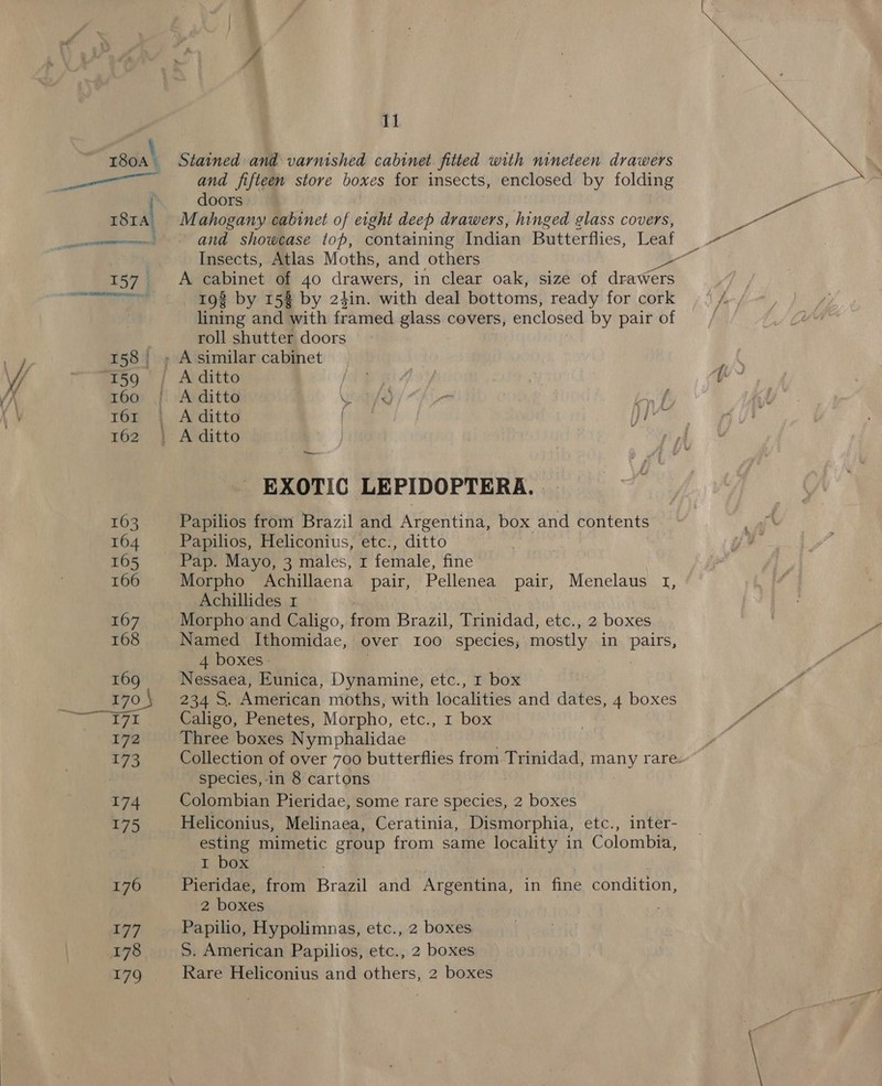   11 Stained and varnished cabinet fitted with nineteen drawers and fifteen store boxes for insects, enclosed by folding doors Mahogany cabinet of eight deep drawers, hinged glass covers, and showcase top, containing Indian Butterflies, Leaf Insects, Atlas Moths, and others * A cabinet of 40 drawers, in clear oak, size of Aceves 193 by 158 by 2tin. with deal bottoms, ready for cork lining and with framed glass covers, enclosed by pair of roll shutter doors A ditto a) yyy “fh 3 Lv, f A ditto | Hie —~ EXOTIC LEPIDOPTERA. — Papilios from Brazil and Argentina, box and contents Papilios, Heliconius, etc., ditto : Pap. Mayo, 3 males, 1 female, fine Morpho Achillaena pair, Pellenea pair, Menelaus 1, Achillides 1 Morpho and Caligo, from Brazil, Trinidad, etc., 2 boxes Named Ithomidae, over 100 species; mostly in pairs, 4 boxes - | Nessaea, Eunica, Dynamine, etc., 1 box 234 S. American moths, with localities and dates, 4 boxes Caligo, Penetes, Morpho, etc., 1 box Three boxes Nymphalidae Collection of over 700 butterflies from Trinidad, many rare. species, in 8 cartons Colombian Pieridae, some rare species, 2 boxes Heliconius, Melinaea, Ceratinia, Dismorphia, etc., inter- esting mimetic group from same locality in Colombia, I box . Pieridae, from Brazil and Argentina, in fine condition, 2 boxes Papilio, Hypolimnas, etc., 2 boxes S. American Papilios, etc., 2 boxes
