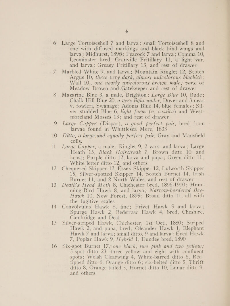 1Z 13 14 4 Large Tortoiseshell 7 and larva; small Tortoiseshell 8 and one with diffused markings and black hind-wings and larva; Midhurst, 1896; Peacock 7 and larva; Comma 10, Leominster bred, Granville Fritillary 11, a light var. and larva; Greasy Fritillary 13, and rest of drawer Marbled White 9, and larva; Mountain Ringlet 12, Scotch Argus 10, three very dark, almost unicolorous blackish ; Wall 10,, one nearly unicolorous brown male; vars. of Meadow Brown and.Gatekeeper and rest of drawer Mazarine Blue 3, a male, Brighton; Large Blue 10, Bude; Chalk Hill Blue 20, a very light under, Dover and 3 near v. fowleri, Swanage; Adonis Blue 14, blue females; Sil- ver studded Blue 6, light form (v. cossica) and West- imoreland Mosses 13; and rest of drawer Large Copper (Dispar), a good perfect pair, bred from larvae found in Whittlesea Mere, 1833 colls. Large Copper, a male; Ringlet 9, 2 vars. and larva; Large Heath 15, Black Harstreak 7, Brown ditto 10, and larva; Purple ditto 12, larva and pupa; Green ditto 11; White letter ditto 12, and others — Chequered Skipper 12, Essex Skipper 12, Lulworth Skipper 15, Silver-spotted Skipper 14, Scotch Burnet 14, Irish Burnet 11, and 2 North Wales, and rest of drawer Death’s Head Moth 8, Chichester bred, 1896-1900; Hum- ming-Bird Hawk 8, and larva; Narrow-bordered Bee- Hawk 10, New Forest, 1895; Broad ditto 11, all with the fugitive scales Convolvulus Hawk 8, fine; Privet Hawk 5 and larva; Spurge Hawk 2, Bedstraw Hawk 4, bred, Cheshire, Cambridge and Deal Silver-striped Hawk, Chichester, lst Oct., 1880; Striped Hawk 2, and pupa, bred; Oleander Hawk 1, Elephant Hawk 7 and larva; small ditto, 9 and larva; Eyed Hawk 7, Poplar Hawk 9, Hybrid 1, Dundee bred, 1890 Six-spot Burnet 17,-one black, two pink and two yellow; 5-spot ditto 23, three yellow and eight with confluent spots; Welsh Clearwing 4, White-barred ditto 6, Red- tipped ditto 6, Orange ditto 6; six-belted ditto 5, Thrift ditto 8, Orange-tailed 5, Hornet ditto 10, Lunar ditto 9, and others