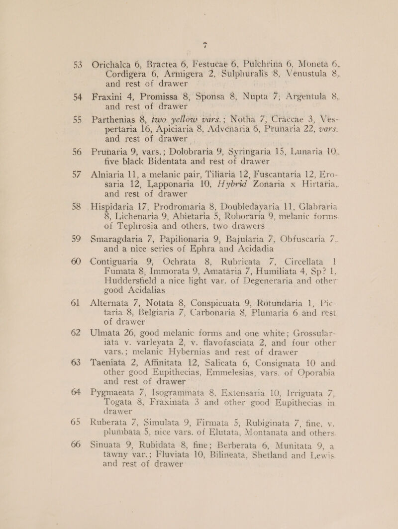 54 55 56 57 58 59 61 62 63 65 Cd 4 Cordigera 6, Armigera 2, eonams,, 8, Venustula 8, and rest of ina veer } Fraxini 4, Promissa 8, ‘SBorisa 8, Nupta 7; Argentula 8, and rest of drawer ) Parthenias 8, two yellow 7 vars.; Notha 7, Craccae 3, Ves- pertaria 16, Apiciaria 8, Advenaria 6, Prunaria 22, vars. and rest of drawer | Prunaria 9, vars.; - Dolsbretia 9, Syringaria i Taunatia 10, five black Bidentata and rest of drawer Alniaria 11, a melanic pair, Tiliaria 12, Fuscantaria 12, Ero- saria 12, Lapponaria 10, Hybrid Zonaria x Hirtaria,. and rest of drawer 3 Hispidaria 17, Prodromaria 8, Doubledayaria 11, Glabraria 8, Lichenaria 9, Abietaria 5, Roboraria 9, melanic forms. of Tephrosia and others, two drawers Smaragdaria 7, Papilionaria 9, Bajularia 7, Obfuscaria 7,. and a nice series of Ephra and Acidadia Fumata 8, Immorata 9, Amataria 7, Humiliata 4, Sp? 1, Huddersfield a nice light var. of Degeneraria and other good Acidalias Alternata 7, Notata 8, Conspicuata 9, Rotundaria 1, Pic- taria 8, Belgiaria 7, Carbonaria 8, Plumaria 6 and rest of drawer Ulmata 26, good melanic forms and one white; Grossular- lata v. varleyata 2, v. flavofasciata 2, and four other vars.; melanic Hybernias and rest of drawer Taeniata 2, Affinitata 12, Salicata 6, Consignata 10 and other good Eupithecias, Emmelesias, vars. of Oporabia and rest of drawer Pygmaeata 7, Isogrammata 8, Extensaria 10, Irriguata 7, Togata 8, Fraxinata 3 and other good Eupithecias in drawer Ruberata 7, Simulata 9, Firmata 5, Rubiginata 7, fine, plumbata 5, nice vars. of Elutata, Montanata and others Sinuata 9, Rubidata 8, fine; Berberata 6, Munitata 9, a tawny var. : Fluviata 10, Bilineata, Shetland and Lewis and rest of drawer