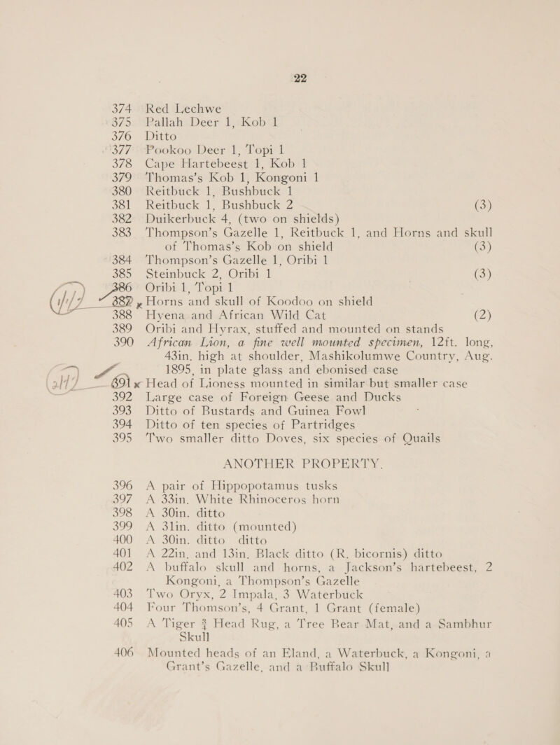 374 875 376 1377 378 379 380 381 382 383 384 385 ~ 388 22 Red Lechwe Pallah. Deer LakKobtl Ditto Pookoo Deer 1, Topi 1 Cape Hartebeest’?t, Kob:1 Thomas’s Kob 1, Kongoni 1 Reitbuck 1, Bushbuck 1 Reitbuck 1, Bushbuck 2 (3) Duikerbuck 4, (two on shields) Thompson’s Gazelle 1, Reitbuck 1, and Horns and skull of Thomas’s Kob on shield (3) Thompson’s Gazelle 1, Oribi 1 Steinbuck 2, Oribi 1 | (3) Oribi 1, Topi 1 Horns and skull of Koodoo on shield Hyena and African Wild Cat (2) 389 Oribi and Hyrax, stuffed and mounted on stands 390 African Lion, a fine well mounted specimen, 12{t. long, 43in. high at shoulder, Mashikolumwe Country, Aug. ih ee 1895, in plate glass and ebonised case olt7 a 891 x Head of Lioness mounted in similar but smaller case 392 Large case of Foreign Geese and Ducks 393, Ditto of Bustards and Guinea Fowl 394 Ditto of ten species of Partridges 395 Two smaller ditto Doves, six species of Quails ANOTHER PROPERTY. 396 A pair of Hippopotamus tusks 397, A 33in, White Rhinoceros horn 398 A 30in. ditto 399 A 3Slin. ditto (mounted) 400 A 30in. ditto ditto 401 A 22in. and 13in. Black ditto (R. bicornis) ditto 402 A buffalo skull and horns, a Jackson’s hartebeest, 2 Kongoni, a Thompson’s Gazelle 403. Two Oryx, 2 Impala, 3 Waterbuck 404 Four Thomson’s, 4 Grant, 1 Grant (female) 405 &lt;A Tiger ? Head Rug, a Tree Bear Mat, and a Sambhur Skull 406 Mounted heads of an Eland, a Waterbuck, a Kongoni, a Grant’s Gazelle, and a Buffalo Skull