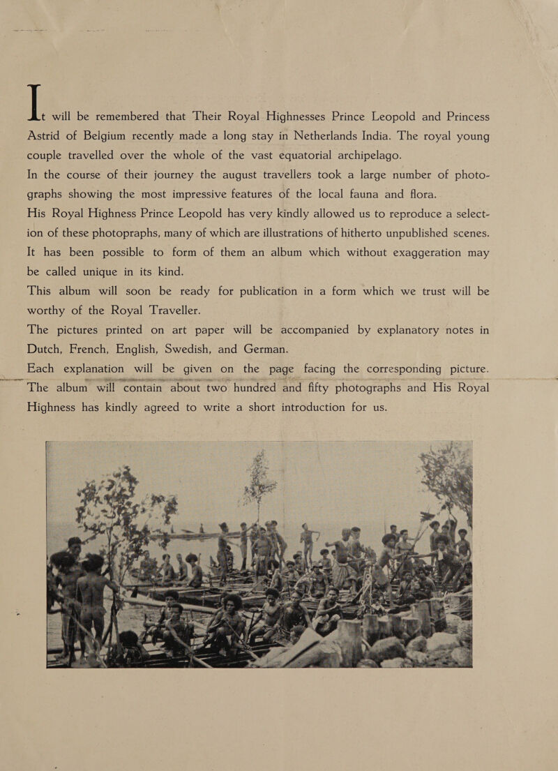 t will be remembered that Their Royal Highnesses Prince Leopold and Princess Astrid of Belgium recently made a long stay in Netherlands India. The royal young couple travelled over the whole of the vast equatorial archipelago. In the course of their journey the august travellers took a large number of photo- graphs showing the most impressive features of the local fauna and flora. His Royal Highness Prince Leopold has very kindly allowed us to reproduce a select- ion of these photopraphs, many of which are illustrations of hitherto unpublished scenes. It has been possible to form of them an album which without exaggeration may be called unique in its kind. This album will soon be ready for publication in a form which we trust will be worthy of the Royal Traveller. The pictures printed on art paper will be accompanied by explanatory notes in Dutch, French, English, Swedish, and German. Each explanation will be given on the page facing the corresponding picture. ‘The album will contain about two hundred and fifty. photographs and His Royal Highness has kindly agreed to write a short introduction for us. 