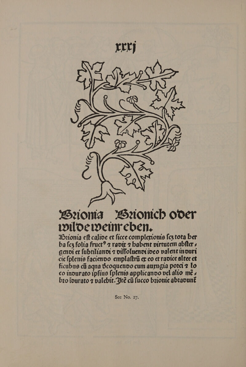 rer) ploy Aas BSronta Wriontch oder wildeivemnreben. Purionia eft calioe et ficce complerionis cs tota ber ba fcs folta fruce? 2 raviz 2 babene virtucem abfter genoi et fubtilianot 7 oiffoluenaiioeo valent nourt cte fplenis facienoo emplaftrii et eo et ravice altec et ficubus ch aqua Scoquendo cum anrugia poraz to co inourato ipfius fplems applicanoo vel alto me ¢ bzo iourato 2 valebte. ré chi fucco baonte abzgount mee ‘INGl27.