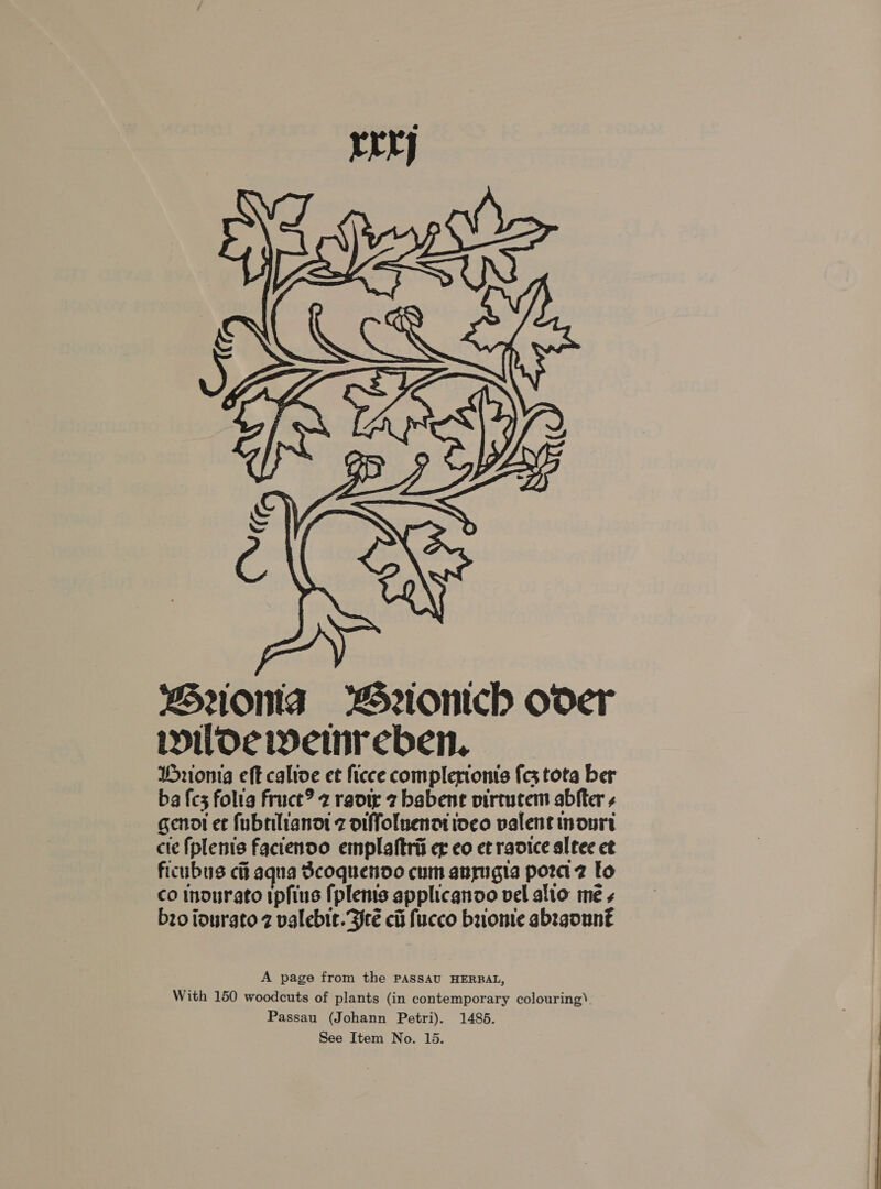  Buona Weontch ooer wilde ieinreben. Drionia eft calive et ficce complerionis fcs tota ber ba fc folig fruct? 2 ravig 2 babent vircucem abfter s genot et fubrilianot z oiffoluenatioeo valent inonri cle fi plems faciendo emplaftrii er co et radice altec ct ficubus ci aqua Scoquenoo cum anrugia pora z to co inourato tpfius {plems applicanoo vel alio mé + bzo iourato 2 valebit. Bre cii fucco baome abtgouné A page from the PASSAU HERBAL, With 150 woodcuts of plants (in contemporary colouring). Passau (Johann Petri). 14865.