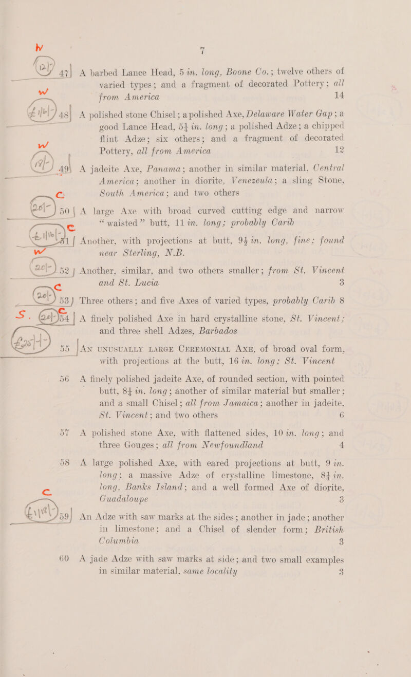 Be 47 A barbed Lance Head, 5 in. long, Boone Co.; twelve others of varied types; and a fragment of decorated Pottery; ail from America 14 Z yer 48| A polished stone Chisel ; apolished Axe, Delaware Water Gap; a a good Lance Head, 54 in. long; a polished Adze; a chipped flint Adze; six others; and a fragment of decorated - ; Pottery, all from America 12 / AX A jadeite Axe, Panama; another in similar material, Central America; another in diorite, Venezeula; a sling Stone, C: South America; and two others 26|~) 5 50, A large Axe with broad curved cutting edge and narrow “waisted ” butt, ll in. long; probably Carib Another, with projections at butt, 94%. long, fine; found near Sterling, N.B.  ol) 52} Another, similar, and two others smaller; from St. Vincent and St. Lucia 3 ana three shell Adzes, Barbados 5D . AN UNUSUALLY LARGE CEREMONIAL AXE, of broad oval form, with projections at the butt, 16 in. long; St. Vincent  56 A finely polished jadeite Axe, of rounded section, with pointed ~ butt, 84 in. Jong; another of similar material but smaller ; and a small Chisel; all from Jamaica; another in jadeite, St. Vincent; and two others 6 Or ~2 A polished stone Axe, with flattened sides, 10 wm. long; and three Gouges; all from Newfoundland 1 58 A large polished Axe, with eared projections at butt, 9 in. long; a massive Adze of crystalline limestone, 8+ in. long, Banks Island; and a well formed Axe of diorite, ary Guadaloupe 3) \ \s \ y 59| ‘ : os An Adze with saw marks at the sides; another in jade; another in limestone; and a Chisel of slender form; British Columbia 3 60 A jade Adze with saw marks at side; and two small examples in similar material, same locality 3