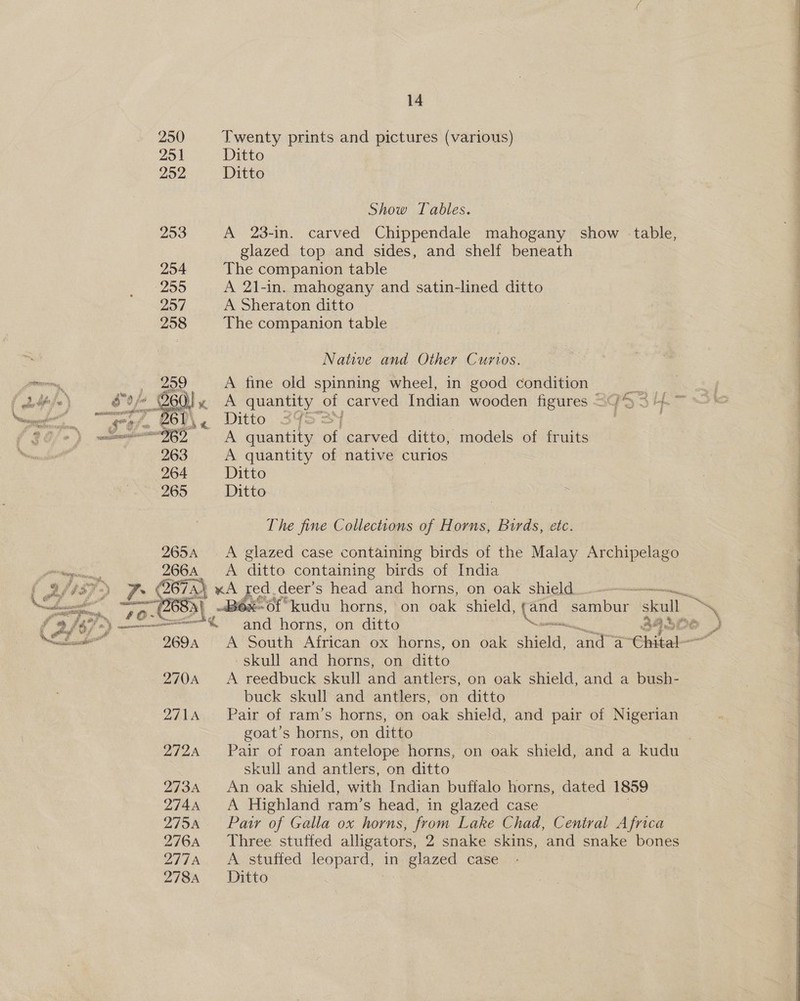 250 Twenty prints and pictures (various) 251 Ditto 252 Ditto  Show Tables. 253 A 23-in. carved Chippendale mahogany show table, glazed top and sides, and shelf beneath 254 The companion table 259 A 21-in. mahogany and satin-lined ditto 257 A Sheraton ditto 258 The companion table Native and Other Curios. A fine old spinning wheel, in good condition  A quantity of carved Indian wooden figures 83953 LL ~ Ste oe Ditto 34S 3y 3 | 3 vse A quantity of carved ditto, models of fruits A quantity of native curios Ditto Ditto = The fine Collections of Horns, Birds, etc. 265A <A glazed case containing birds of the Malay Archipelago _ A ditto containing birds of India LY KA fed.d deer’s head and horns, on oak shield. —-——————__ ~éBOx- Of “kudu horns, on oak shield, Guns Slibar skull . IX and horns, on ditto oe A South African ox horns, on oak chica: a a Chita! skull and horns, on ditto 270A <A reedbuck skull and antlers, on oak shield, and a bush- buck skull and antlers, on ditto 2714 Pair of ram’s horns, on oak shield, and pair of Nigerian goat’s horns, on ditto | 2724 Pair of roan antelope horns, on oak shield, and a kudu skull and antlers, on ditto 2734 An oak shield, with Indian buffalo horns, dated 1859 2744 A Highland ram’s head, in glazed case 2754 Pair of Galla ox horns, from Lake Chad, Central Africa 276A Three stuffed alligators, 2 snake skins, and snake bones 277%.) A stuited leopard,” in glazed case 278A Ditto ee ee   