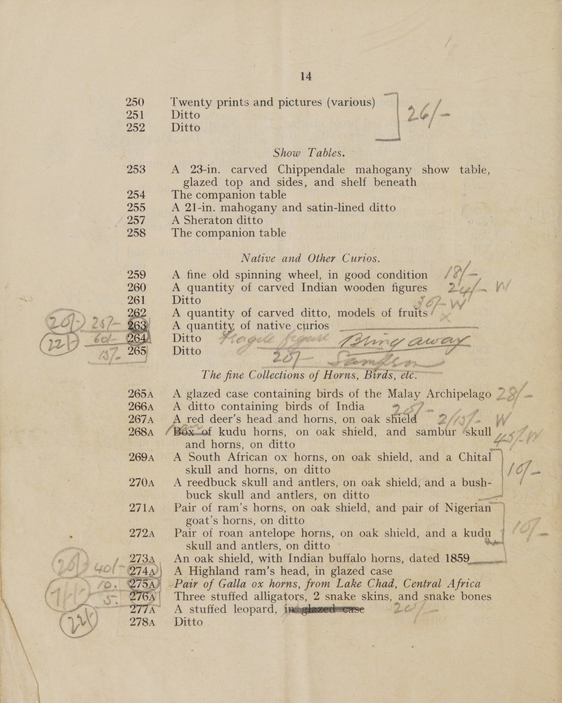 250 Twenty prints and pictures (various) ag ia any | Ditto iL ly / Be 252 Ditto i 2uREL Show Tables. 253 A 23-in. carved Chippendale mahogany show table, glazed top and sides, and shelf beneath 254 The companion table 255 A 21-in. mahogany and satin-lined ditto 257 A Sheraton ditto 258 The companion table Native and Other Curtos. 259 A fine old spinning wheel, in good condition o/- 260 A quantity of carved Indian wooden sce ‘2 é tf/ 261 Ditto fawn af ) A quantity of carved ditto, models of fines f A ae of native CUIPiOs |) art Sit a Ditto r no Gree 3 Ugetee Mh neat Ct Die ae ae a ik feta: a 1G Ce ZZ ae ( ~ es é ts : ae ; # at “pee ; MSE PETIT Be CIEL   The fine Collections of H Orns, Beds é a 2654 <A glazed case containing birds of the Malay, nee 297 266A A ditto containing birds of India ” = 3 j 2674 A red deer’s head and horns, on oak hel Bh/jfa We and horns, on ditto 2694 A South African ox horns, on oak shield, and a Chital skull and horns, on ditto 270A A reedbuck skull and antlers, on oak shield; and a bush- buck skull and antlers, on ditto al 2714 Pair of ram’s horns, on oak shield, and pair of Nigerian” “] goat’s horns, on ditto ero | ‘ 2724 Pair of roan antelope horns, on oak shield, and a kody i skull and antlers, on ditto oon An oak shield, with Indian buffalo horns, dated eS, /44)\ A Highland ram’s head, in glazed case y re. Pair of Galla ox horns, from Lake Chad, Central Africa A\ Three stuffed alligators 2 snake skins, and snake bones A stuffed leopard, iayghemeekeeese hele Ditto |  
