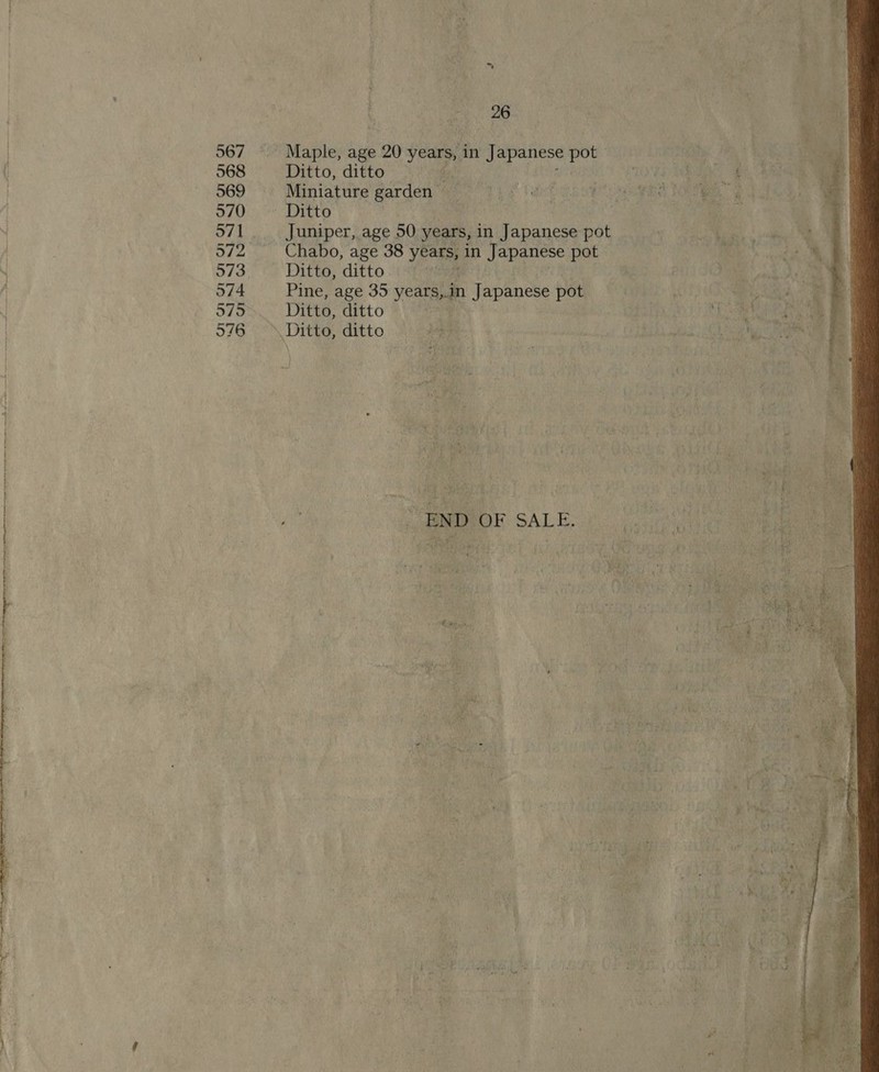 567 Maple, age 20 years, in Japanese at rea SY 568 Ditto, ditto. \ ga. | 9 ETO ia 569 Miniature garden 427° P 3 f tao Ace meee ae 570 Ditto , : | 571 Juniper, age 50 years, in Japanese pot 572 ~ Chabo, age 38 years, in Japanese pot 573. Ditto, ditto ra 574 Pine, age 35 years,.in Japanese pot pod ha 575 Ditto, ditto | aa 2 Eo aig 576 ~~ Ditto, ditto jag te marae ial Gi | ne MOO SALE. ae  a ee a on, ee 