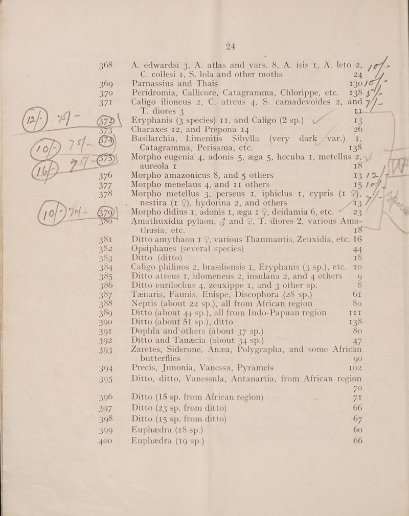        24 A. edwardsi 3, A. atlas and vars. 8, A. isis 1, A. leto 2, C. collesi 1, S. lola and other moths 24 Peridromia, Callicore, Catagramma, Chlorippe, etc. 138 Caligo ilioneus 2, C. atreus 4, S. camadevoides 2, and $7/- T. diores 3 i LL Eryphanis (3 species) 11, and Caligo (2 sp.) 13 Charaxes 12, and Prepona 14 26 Basilarchia, Limenitis Sibylla (very dark /var.) I, Catagramma, Perisama, etc. ; 138 Morpho eugenia 4, adonis 5, ega 5, hecuba 1, metellus 2, aureola I 18 Morpho amazonicus 8, and 5 others 13 Morpho menelaus 4, and 11 others 15 Morpho metellus 3, perseus I, iphiclus I, cypris (1 Q), , hestira (1 9), hydorina 2, and others 13 Morpho didius 1, adonis 1, ega I 9, deidamia 6, etc. “ 23 Amathuxidia pylaon, g and 9, T. diores 2, various Ama- thissiay ete: 18 Ditto amythaon I 9, various Thaumantis, Zeuxidia, etc. 16 Opsiphanes (several species) 44 Ditto (ditto) 18 Cahgo philinos 2, brasiliensis 1, Eryphanis (3 sp.), etc. 10 Ditto atreus 1, idomeneus 2, insulana 2, and 4 others 9 Ditto eurilochus 4, zeuxippe 1, and 3 other sp. § Tenaris, Faunis, Enispe, Discophora (28 sp.) 61 Neptis (about 22 sp.), all from African region So Ditto (about 44 sp.), all from Indo-Papuan region iat Ditto (about 51 sp.), ditto 138 Dophla and others (about 37 sp.) So Ditto and Tanecia (about 34 sp.) 47 Zaretes, Siderone, Anza, Polygrapha, and some African butterflies go Precis, Junonia, Vanessa, Pyrameis Loz Ditto, ditto, Vanessula, Antanartia, from African region at oie Ditto (15 sp. from African region) a Ditto (23 sp. from ditto) 66 Ditto (15 sp. from ditto) 67 Eupheedra (18 sp.) 60 upheedra (19 sp.) 66 \ :