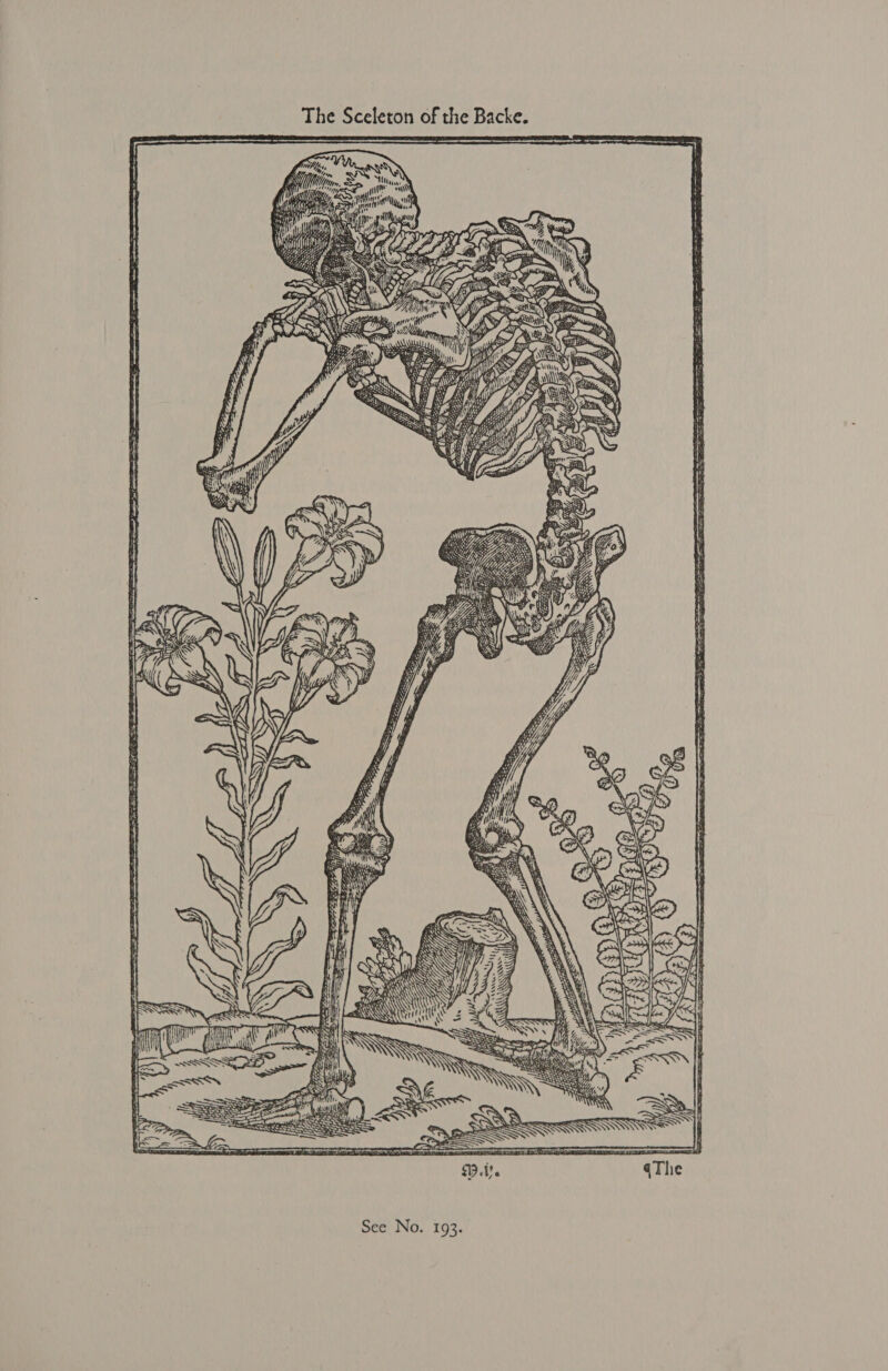 The Sceleton of the Backe. Vet an 3, er OLLEES &lt; on i — 38 y SSG ee: i i ZT a eee EE i CE ee ee ye ——-~ ois 3 amg _ 5 1), Snieeeniieaemenn 9 a iy By —! . es hoe a \\ AN ; BARS i! AWS f TH an SSS 
