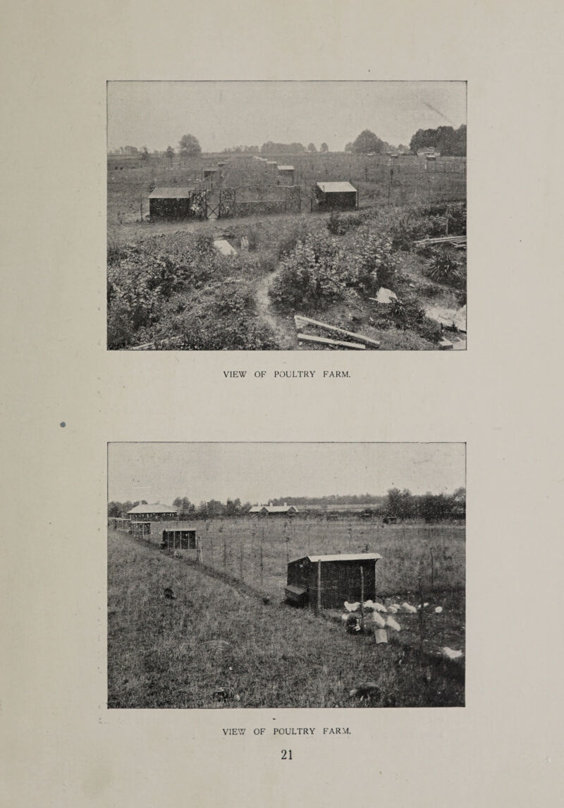 VIEW OF POULTRY FARM. VIEW OF POULTRY FARM.