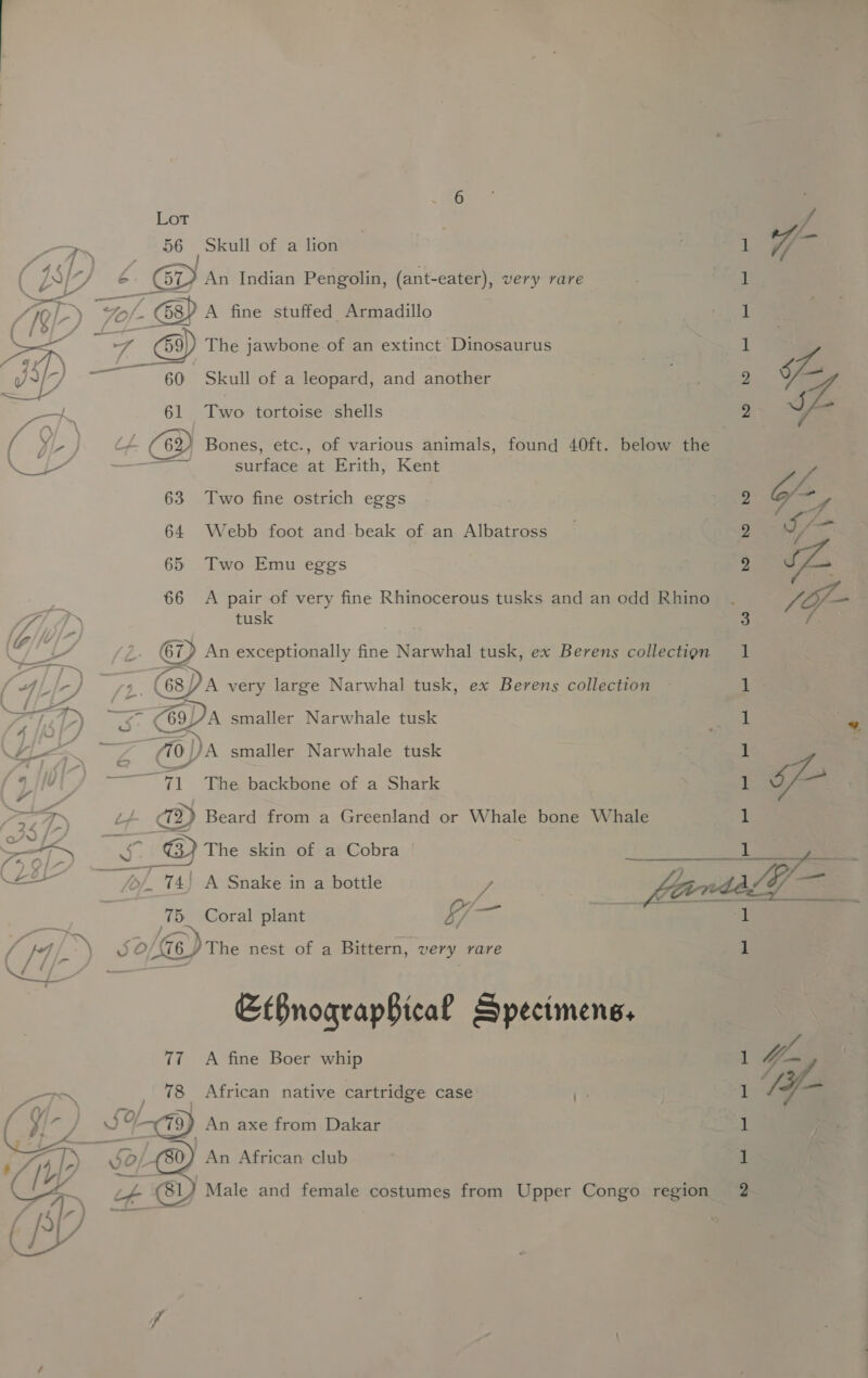 af a Alor / 4 4 tee aS aD 54 2 wat TN (450 \ 24 > 7) Lot 56 Skull of a lion a GO An Indian Pengolin, (ant-eater), very rare /. Ga) A fine stuffed Armadillo 60 Skull of a leopard, and another 61 Two tortoise shells a: - Bones, etc., of various animals, found 40ft. below the Trae surface at Erith, Kent 63 Two fine ostrich eggs 64 Webb foot and beak of an Albatross 65 Two Emu eggs 66 <A pair of very fine Rhinocerous tusks and an odd Rhino tusk 67) An exceptionally fine Narwhal tusk, ex Berens collection Bay (68//A very large Narwhal tusk, ex Berens collection =% apa smaller Narwhale tusk -) TT The backbone of a Shark 4 172) Beard from a Greenland or Whale bone Whale pie The skin of a Cobra Tos), . 74) A Snake in a bottle (75 Coral plant &amp;/ oa 0/6. The nest of a Bittern, very rare EBnograpBical Spectmens, 77 A fine Boer whip 78 African native cartridge case (s Riew) An axe from Dakar 50 An African club i¢- 31) Male and female costumes from Upper Congo region ——— on On bo bo 