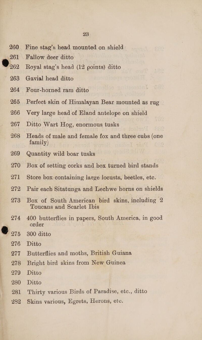 : 260 e.. = 202 — 263 264 265 266 267 268 269 270 271 272 273 274 276 277 278 279 280 281 282 23 Fine stag’s head mounted on shield Fallow deer ditto Royal stag’s head (12 points) ditto Gavial head ditto Four-horned ram ditto Perfect skin of Himalayan Bear mounted as rug Very large head of Eland antelope on shield Ditto Wart Hog, enormous tusks Heads of male and female fox and three cubs (one family) Quantity wild boar tusks Box of setting corks and box turned bird stands Store box containing large locusts, beetles, etc. Pair each Sitatunga and Lechwe horns on shields Box of South American bird skins, including 2 Toucans and Scarlet Ibis 400 butterflies in papers, South America, in good order 300 ditto Ditto Butterflies and moths, British Guiana Bright bird skins from New Guinea | Ditto Ditto Thirty various Birds of Paradise, etc., ditto Skins various, Kgrets, Herons, etc.
