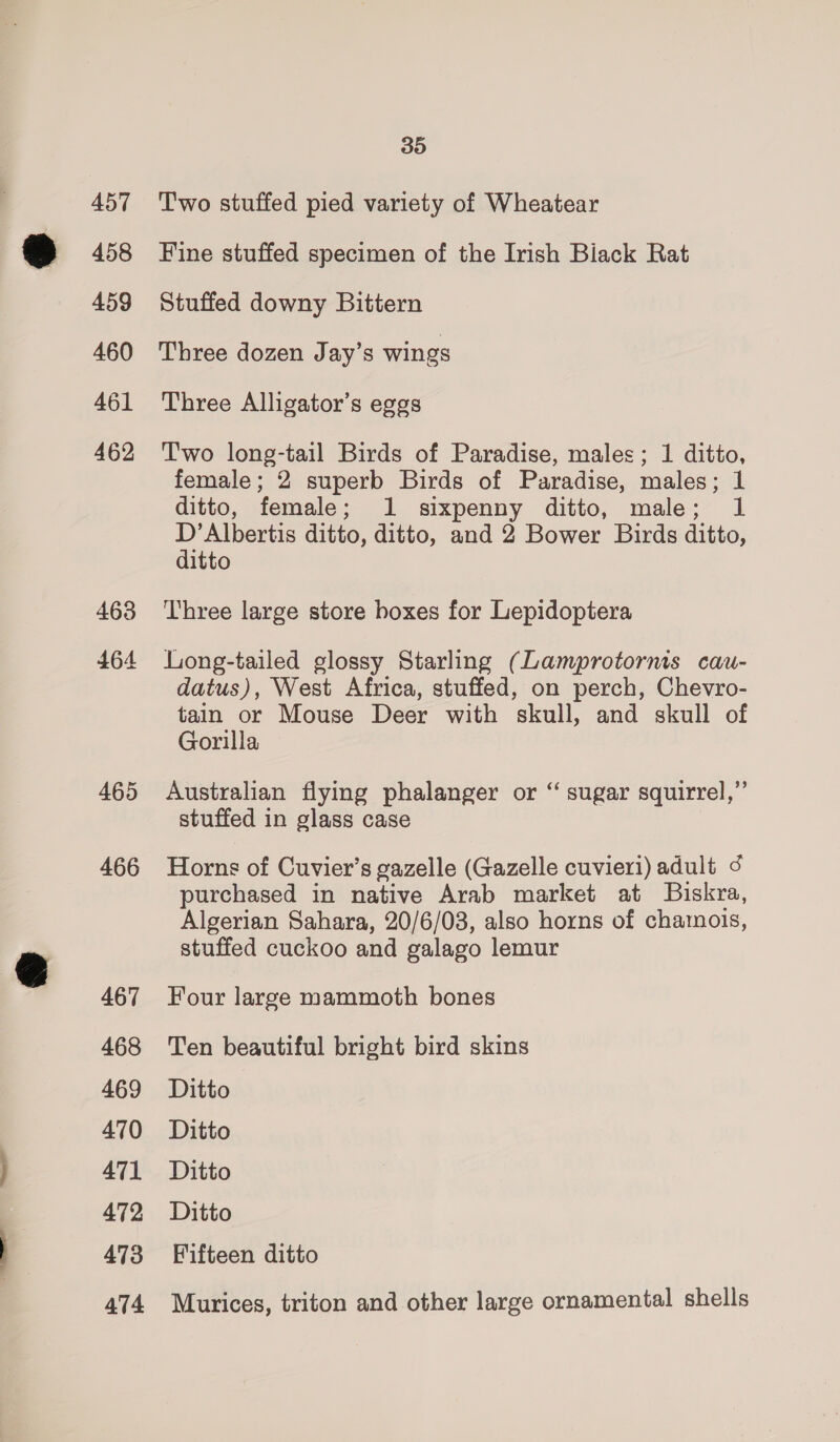 EE 458 459 460 461 462 463 464 465 466 467 468 469 470 471 472 473 474 35 Fine stuffed specimen of the Irish Biack Rat Stuffed downy Bittern Three dozen Jay’s wings Three Alligator’s eggs Two long-tail Birds of Paradise, males; 1 ditto, female; 2 superb Birds of Paradise, males; 1 ditto, female; 1 sixpenny ditto, male; 1 D’Albertis ditto, ditto, and 2 Bower Birds ditto, ditto Three large store boxes for Lepidoptera Long-tailed glossy Starling (Lamprotornis cau- datus), West Africa, stuffed, on perch, Chevro- tain or Mouse Deer with skull, and skull of Gorilla Australian flying phalanger or ‘“ sugar squirrel,” stuffed in glass case Horns of Cuvier’s gazelle (Gazelle cuvieri) adult 4 purchased in native Arab market at Biskra, Algerian Sahara, 20/6/03, also horns of chamois, stuffed cuckoo and galago lemur Four large mammoth bones Ten beautiful bright bird skins Ditto Ditto Ditto Ditto Fifteen ditto Murices, triton and other large ornamental shells