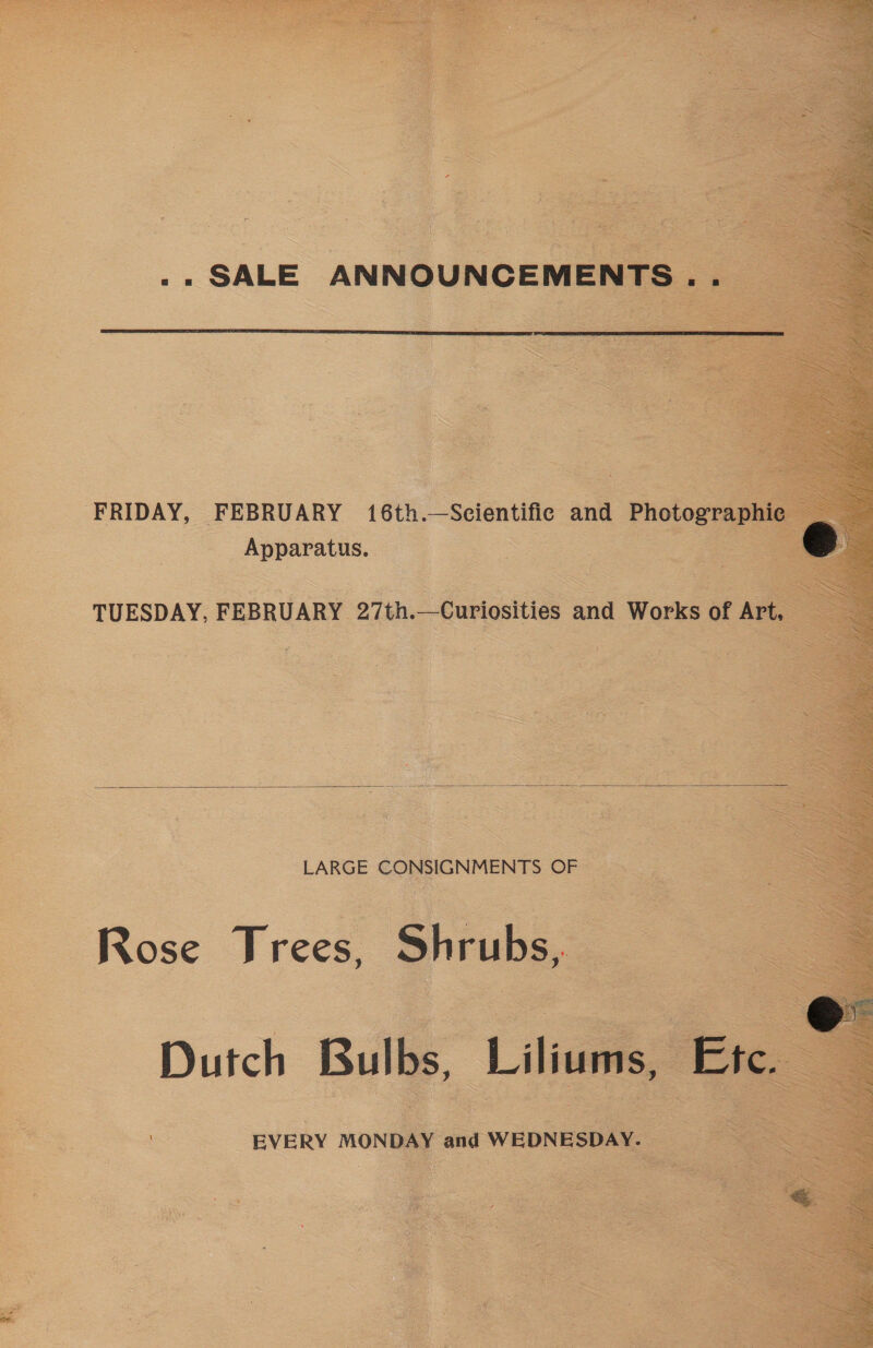 _-» SALE ANNOUNCEMENTS...      FRIDAY, FEBRUARY 16th.—Scientific and Photographic — Apparatus. : e TUESDAY, FEBRUARY 27th.—Curiosities and Works of Art,  LARGE CONSIGNMENTS OF Rose Trees, Shrubs,  Dutch Bulbs, Liliums, Etc. EVERY MONDAY and WEDNESDAY.  