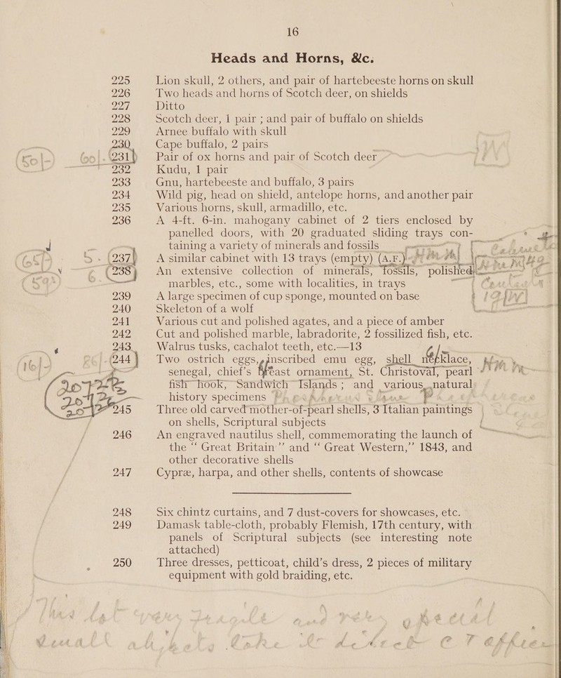 Heads and Horns, &amp;c. 225 Lion skull, 2 others, and pair of hartebeeste horns on skull 226 Two heads and horns of Scotch deer, on shields 227 Ditto 228 Scotch deer, 1 pair ; and pair of buffalo on shields 229) Arnee buffalo with skull — 230 Cape buffalo, 2 pairs (o00|-\231) Pair of ox horns and pair of Scotch deer “eee Kudu, 1 pair 233 Gnu, hartebeeste and buffalo, 3 pairs 234 Wild pig, head on shield, antelope horns, and another pair 235 Various horns, skull, armadillo, etc. 236 A 4-ft. 6-in. mahogany cabinet of 2 tiers enclosed by panelled doors, with 20 graduated sliding neve: con- = J r taining a variety of minerals and fossils pong : | . 5» (237) A similar cabinet with 13 trays (empty) (A Par a rh Me ina .. fe = ah 7 Ley , (238) An extensive collection of minerals, toseils, polished) — — &gt; (f % ¥ marbles, etc., some with localities, in trays “ptthe 239 A large specimen of cup sponge, mounted on base [a }: Vi 240 Skeleton of a wolf ’ ae 241 Various cut and polished agates, and a piece of amber PTE, Cut and polished marble, labradorite, 2 fossilized fish, etc. UL? 243. Walrus tusks, cachalot teeth, etc.—13 | 244 Two ostrich eggs,,anscribed emu egg, sbell MfRlace, i oa ” senegal, chief’s ffeast ornament, St. Christoval, pearl /'* | fish” hook, Sandwich ~ Tslands , and various, gags history specimens ©, AA ba Three old carved mother-of- wear shells, 3 false Fontind on shells, Scriptural subjects e An engraved nautilus shell, commemorating the launch of ~ the “‘ Great Britain:’’’ and “ Great Western,’ 1843, and other decorative shells | 247 Cypre, harpa, and other shells, contents of showcase  248 Six chintz curtains, and 7 dust-covers for showcases, etc. 249 Damask table-cloth, probably Flemish, 17th century, with panels of Scriptural subjects (see interesting note attached) | 250 Three dresses, petticoat, child’s dress, 2 pieces of military equipment with gold braiding, etc.
