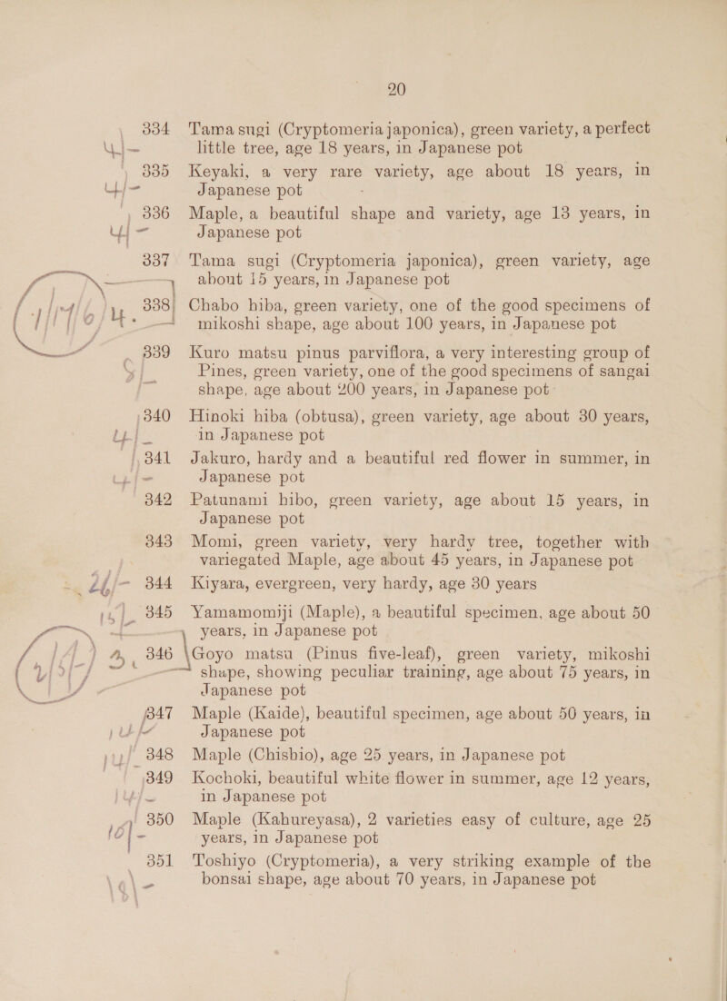 334 Tamasugi (Cryptomeria japonica), green variety, a perfect | ~ little tree, age 18 years, in Japanese pot ) 885 Keyaki, a very rare variety, age about 18 years, in Ue) Japanese pot _ 336 Maple, a beautiful shape and variety, age 13 years, in Lu Japanese pot 337 Tama sugi (Cryptomeria japonica), green variety, age f, N— — about 15 years, in Japanese pot Petre Eb iu 338, Chabo hiba, green variety, one of the good specimens of [fl [fes4- 4» mikoshi shape, age about 100 years, in Japanese pot ~~ 339 ~Kuro matsu pinus parviflora, a very interesting group of \ Pines, green variety, one of the good specimens of sangal shape, age about 200 years, in Japanese pot. .840 Hinoki hiba (obtusa), green variety, age about 30 years, c in Japanese pot ‘841 Jakuro, hardy and a beautiful red flower in summer, in ‘i Japanese pot 3842 Patunami hibo, green variety, age about 15 years, in Japanese pot 843 Momi, green variety, very hardy tree, together with variegated Maple, age about 45 years, in Japanese pot ' Zé - 844 Kiyara, evergreen, very hardy, age 30 years ;,, 845 Yamamomjji (Maple), a beautiful specimen, age about 50 — 6 i \ years, in Japanese pot digs Few ee * _ 846 \Goyo matsa (Pinus five-leaf), green variety, mikoshi 7) a aoa ~~“ shape, showing peculiar training, age about 75 years, in Japanese pot j347 Maple (Kaide), beautiful specimen, age about 50 years, in ) Ub fe Japanese pot )i,/ 848 Maple (Chishio), age 25. years, in Japanese pot 349 Kochoki, beautiful white flower in summer, age 12 years, jes. in Japanese pot _| 850 Maple (Kahureyasa), 2 varieties easy of culture, age 25 re - years, in Japanese pot 351 Toshiyo (Cryptomeria), a very striking example of the a bonsai shape, age about 70 years, in Japanese pot