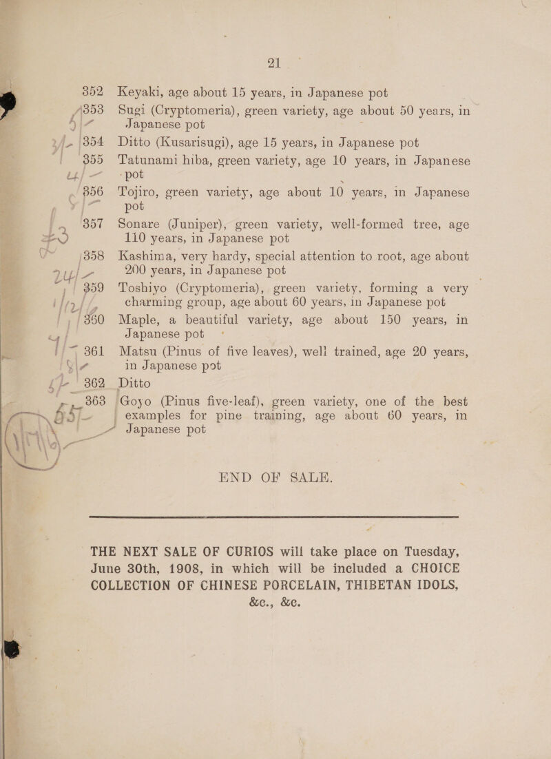 352 A353 1854 | 355 , FG - Be - ~/ B56 a 357 — (358 24 / = cag 359 BG Ti 361 j ¥\7 fp ' 362 21 Keyaki, age about 15 years, in Japanese pot Sugi (Cryptomeria), green variety, age about 50 years, in Japanese pot Ditto (Kusarisugi), age 15 years, in Japanese pot Tatunami hiba, green variety, age 10 years, in Japanese ‘pot Tojiro, green variety, age about 10 years, in Japanese pot Sonare (Juniper), green variety, well-formed tree, age 110 years, in Japanese pot Kashima, very hardy, special attention to root, age about 200 years, in Japanese pot Toshiyo (Cryptomeria), green variety, forming a very charming group, age about 60 years, in Japanese pot Maple, a beautiful variety, age about 150 years, in Japanese pot | Matsu (Pinus of five leaves), well trained, age 20 years, in Japanese pot Goyo (Pinus five-leaf), green variety, one of the best END OF SALE. in which will be ineluded a CHOICE &amp;ec., &amp;e.
