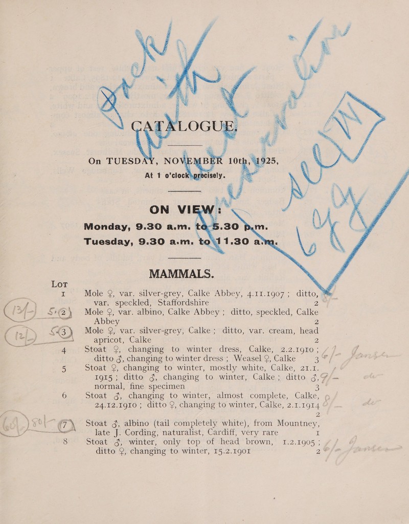   Monday, 9.30 a.m. t¢ Tuesday, 9.30 a.m. MAMMALS. Mole 9, var. silver-grey, Calke Abbey, 4.11.1907 ; ape We var, speckled, Staffordshire : Mole 9, var. albino, Calke Abbey ; ditto, speckled, Calke Abbey 2 Mole 9, var. silver-grey, Calke; ditto, var. cream, head apricot, Calke 2 Stoat 9, changing to winter dress, Calke, 2.2.1910 ; ) ditto $, changing to winter dress ; Weasel 9, Calke Sed A Stoat 9, changing to winter, mostly white, Calke, 21.1. 1915; ditto g, changing to. winter, Calke; ditto ¢,¢ normal, fine specimen eh Stoat 4, changing to winter, almost complete, Calke, » 24.12.1910 ; ditto 9, changing to winter, Calke, 2.1.1914 © Stoat g, albino (tail completely white), from Mountney, late J. Cording, naturalist, Cardiff, very rare I Stoat 4, winter, only top ot -head “brown,* -1.2.1905 ; ditto 9, changing to winter, I5.2.190I 2%