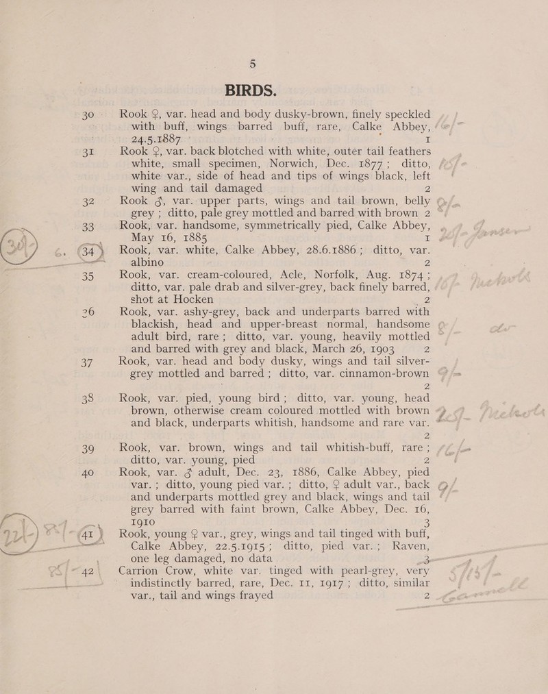  30 31 oy. 88 39 40 5 BIRDS. Rook 9, var. head and body dusky-brown, finely speckled 24.5.1887 © i Rook 9, var. back blotched with white, outer tail feathers white, small specimen, Norwich, Dec. 1877; ditto, , white var., side of head and tips of wings black, sie wing and tail damaged | Rook 4, var. upper parts, wings and tail brown, ore - grey ; ditto, pale grey mottled and barred with brown 2 * Rook, var. handsome, symmetrically pied, Calke Abbey, May 16, 1885 I albino 2 Rook, var. cream-coloured, Acle, Norfolk, Aug. 1874 ; ditto, var. pale drab and silver-grey, back finely fens | shot at Hocken Rook, var. ashy-grey, back and underparts barred with blackish, head and upper-breast normal, handsome ¢ adult bird, rare; ditto, var. young, heavily mottled ~ and barred with grey and black, March 26, 1903 2 Rook, var. head and body dusky, wings and tail silver- grey mottled and barred ; ditto, var. cinnamon- hee Rook, var. pied, young bird; ditto, var. young, ceed and black, underparts whitish, handsome and rare var. | 2 Rook, var. brown, wings and tail whitish-buff, rare ; ditto, var. young, pied 2 Rook, var. ¢ adult, Dec. 23, 1886, Calke Abbey, pied and underparts mottled grey and black, wings and tail grey barred with faint brown, Calke Abbey, Dec. 16, IQIO 3 Rook, young @ var., grey, wings and tail tinged with buff, Calke Abbey, 22.5.1915; ditto, pied var..; Raven, one leg damaged, no data 3 Carrion Crow, white var. tinged with pearl-grey, very indistinctly barred, rare, Dec. 11, 1917; ditto, similar Mages taband wings frayed 2