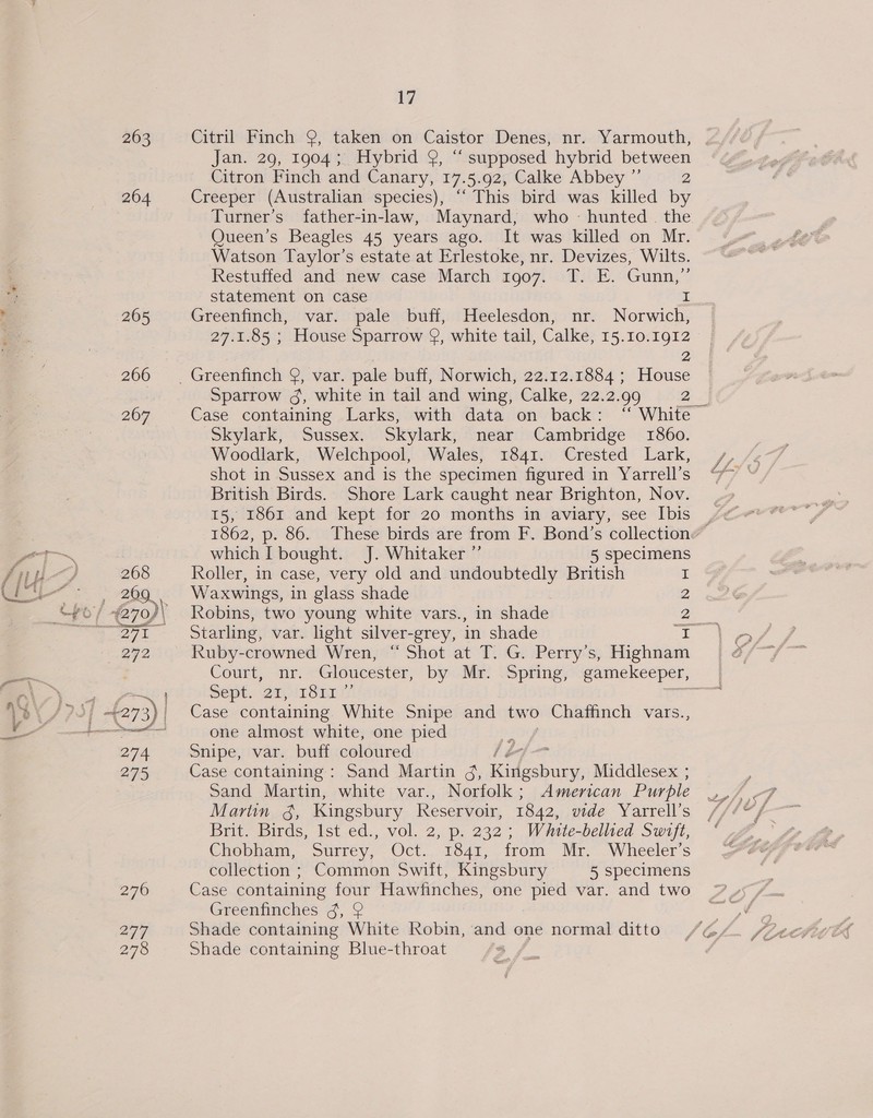 263 266 267 277 278 17 Citril Finch 9, taken on Caistor Denes, nr. Yarmouth, Jan. 29, 1904; Hybrid 9, “ supposed hybrid between Citron Finch and Canary, 17.5.92, Calke Abbey ”’ 2 Creeper (Australian species), ‘“ This bird was killed by Turner's father-in-law, Maynard, who - hunted. the Queen’s Beagles 45 years ago. It was killed on Mr. Watson Taylor’s estate at Erlestoke, nr. Devizes, Wilts. Restuffed and new case March 1907. T. E. Gunn,” statement on case I Greenfinch, var. pale buff, Heelesdon, nr. Norwich, 27.1.85 ; House Sparrow Q, white tail, Calke, 15.10.1912 2 Sparrow 3, white in tail and wing, Calke, 22.2.99 2 Skylark, Sussex. Skylark, near Cambridge 1860. Woodlark, Welchpool, Wales, 1841. Crested Lark, shot in Sussex and is the specimen figured in Yarrell’s British Birds. Shore Lark caught near Brighton, Nov. 15, 1861 and kept for 20 months in aviary, see Ibis which I bought. J. Whitaker ”’ 5 specimens Roller, in case, very old and undoubtedly British x Waxwings, in glass shade 2 Robins, two young white vars., in shade Be Starling, var. light silver-grey, in shade i Ruby-crowned Wren, “ Shot at T. G. Perry’s, Highnam Sepe, 2a 4H SEs? Case containing White Snipe and two Chaffinch vars., one almost white, one pied Snipe, var. buff coloured fd Case containing : Sand Martin dg, co. Middlesex ; Sand Martin, white var., Norfolk; American Purple Brit. Birds, Ist ed., vol. 2, p. 232; White-bellied Swift, Chobham, Surrey, Oct.. 1341, irom Mr.~-Wheeler's collection ; Common Swift, Kingsbury’ — 5, specimens Case containing four Hawfinches, one pied var. and two Greenfinches 4, 2 Shade containing White Reid and one normal ditto Shade containing Blue-throat Ned