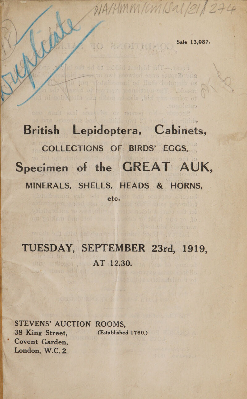Sale 13,087.  British Lepidoptera, Cabinets, COLLECTIONS OF BIRDS’ EGGS, — Specimen of the GREAT AUK, MINERALS, SHELLS, HEADS &amp; HORNS, etc. TUESDAY, SEPTEMBER 23rd, 1919, AT 12.30. STEVENS’ AUCTION ROOMS, 38 King Street, (Established 1760.) * Covent Garden, London, W.C. 2. \ \